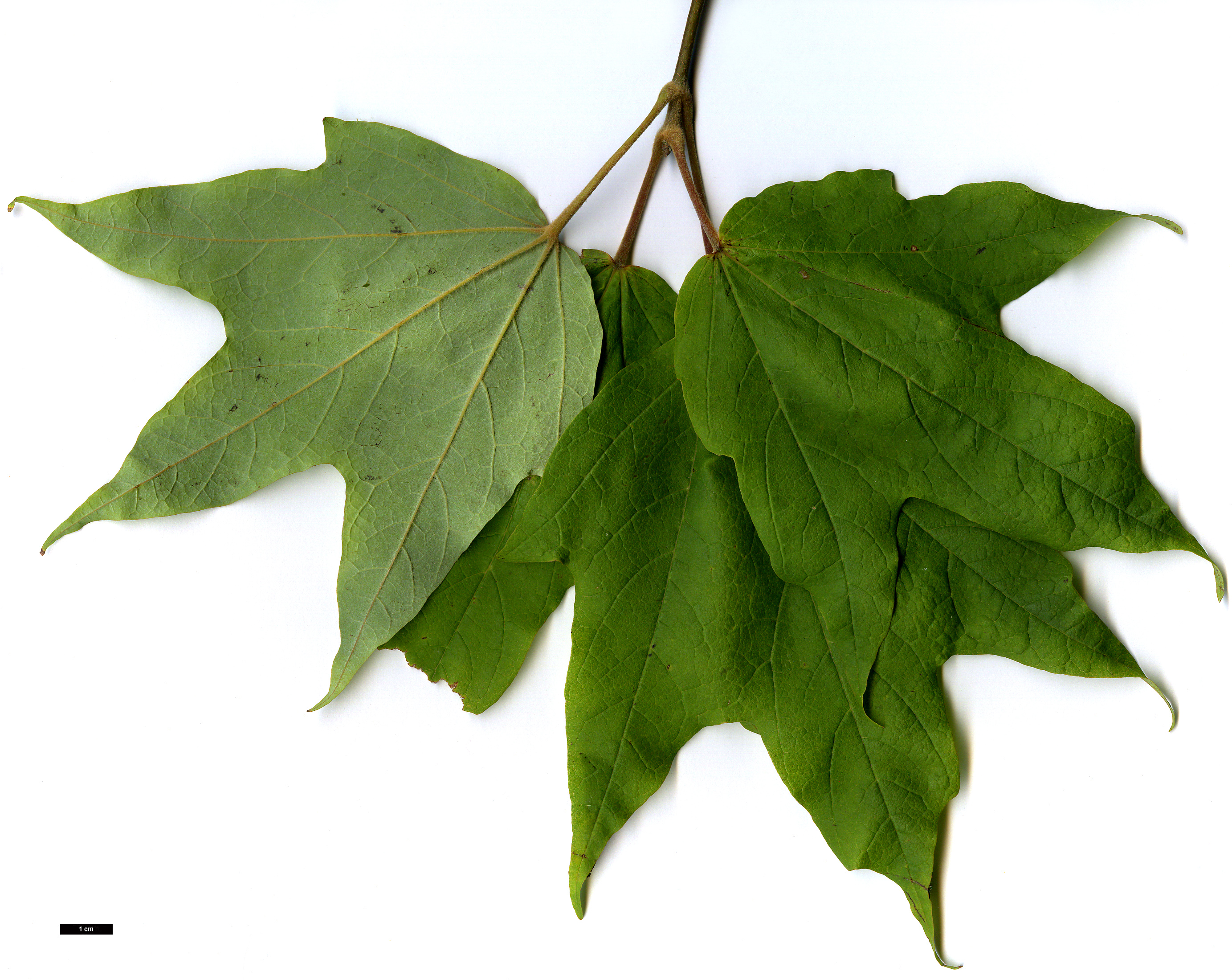 High resolution image: Family: Sapindaceae - Genus: Acer - Taxon: skutchii