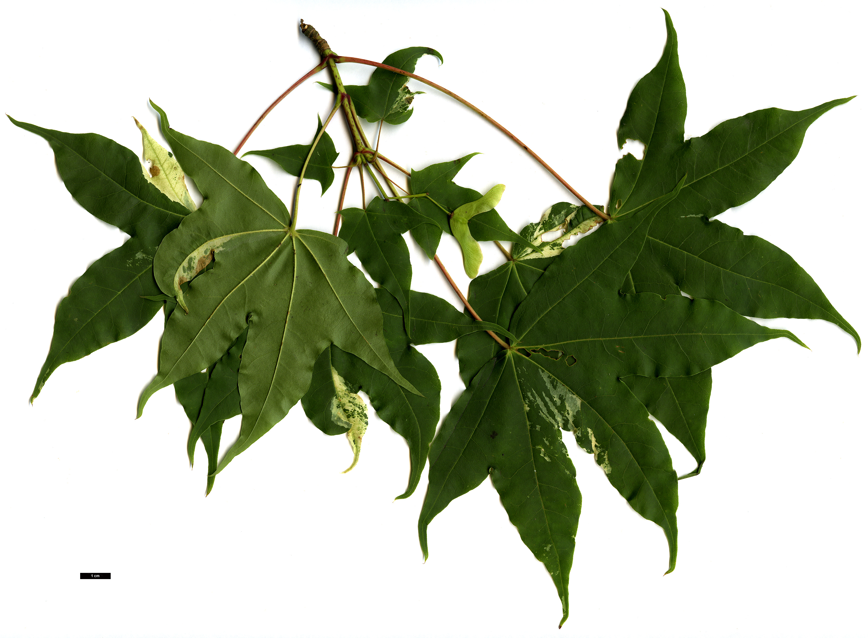 High resolution image: Family: Sapindaceae - Genus: Acer - Taxon: truncatum - SpeciesSub: 'Akikaze-nishiki'