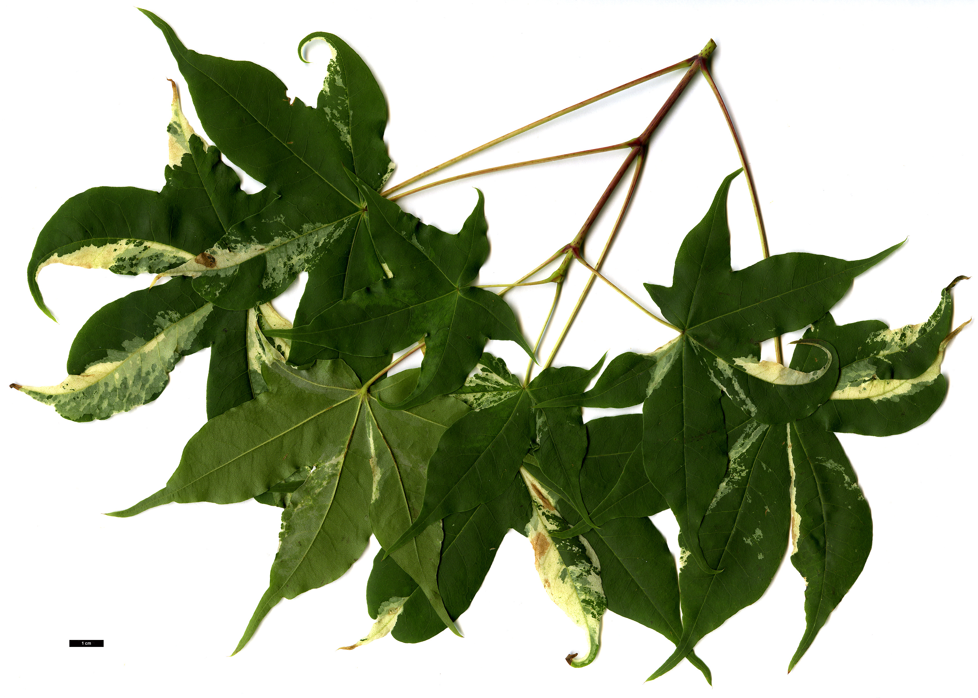High resolution image: Family: Sapindaceae - Genus: Acer - Taxon: truncatum - SpeciesSub: 'Akikaze-nishiki'