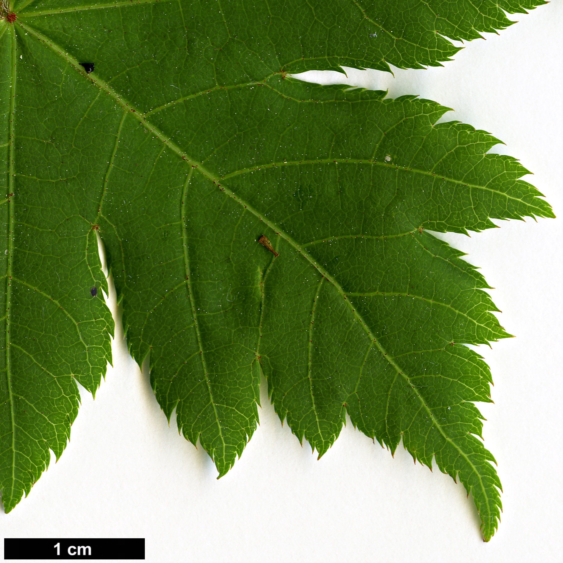 High resolution image: Family: Sapindaceae - Genus: Acer - Taxon: tschonoskii