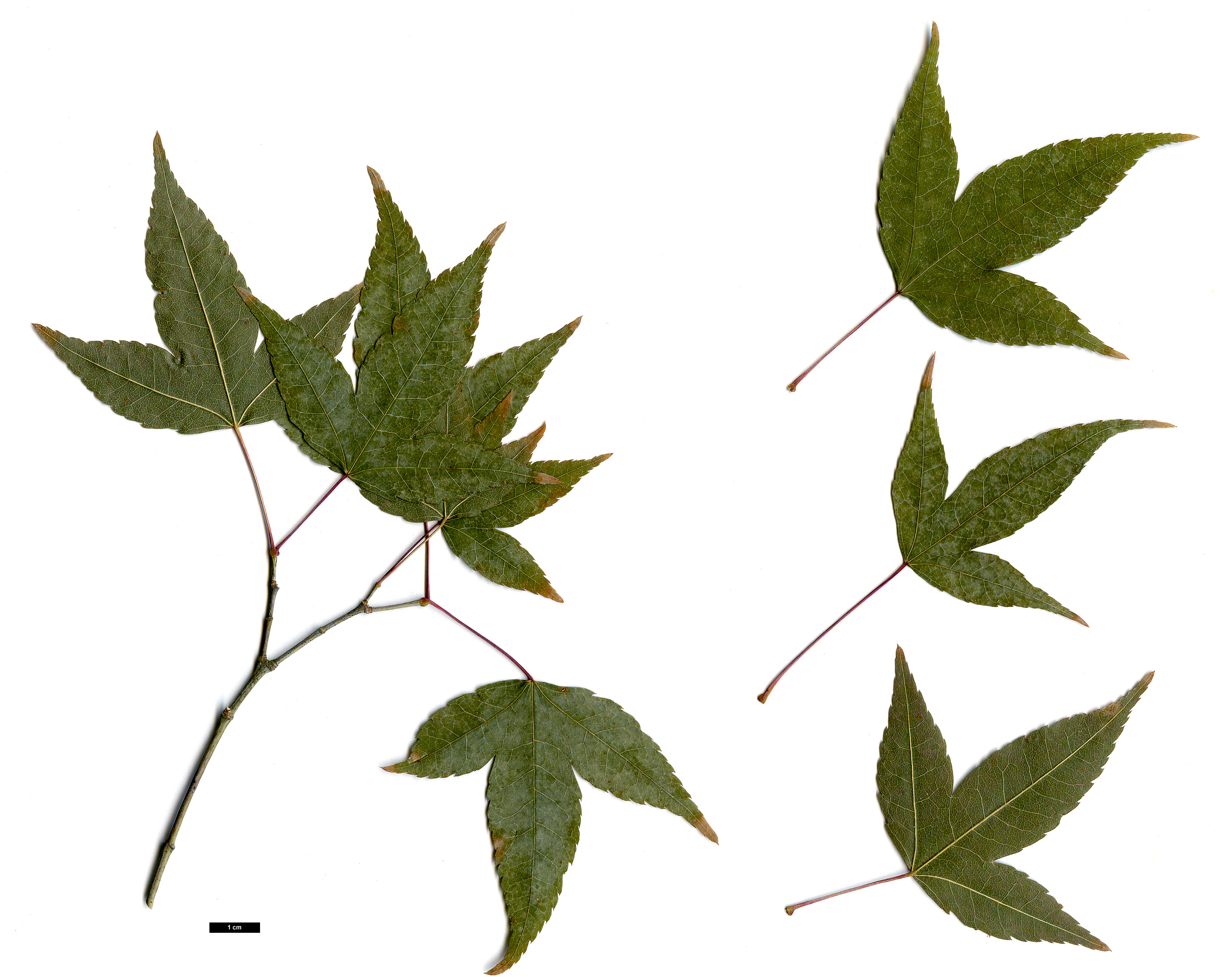 High resolution image: Family: Sapindaceae - Genus: Acer - Taxon: tutcheri