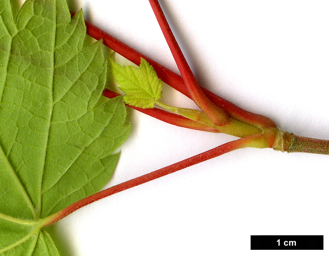 High resolution image: Family: Sapindaceae - Genus: Acer - Taxon: ukurunduense