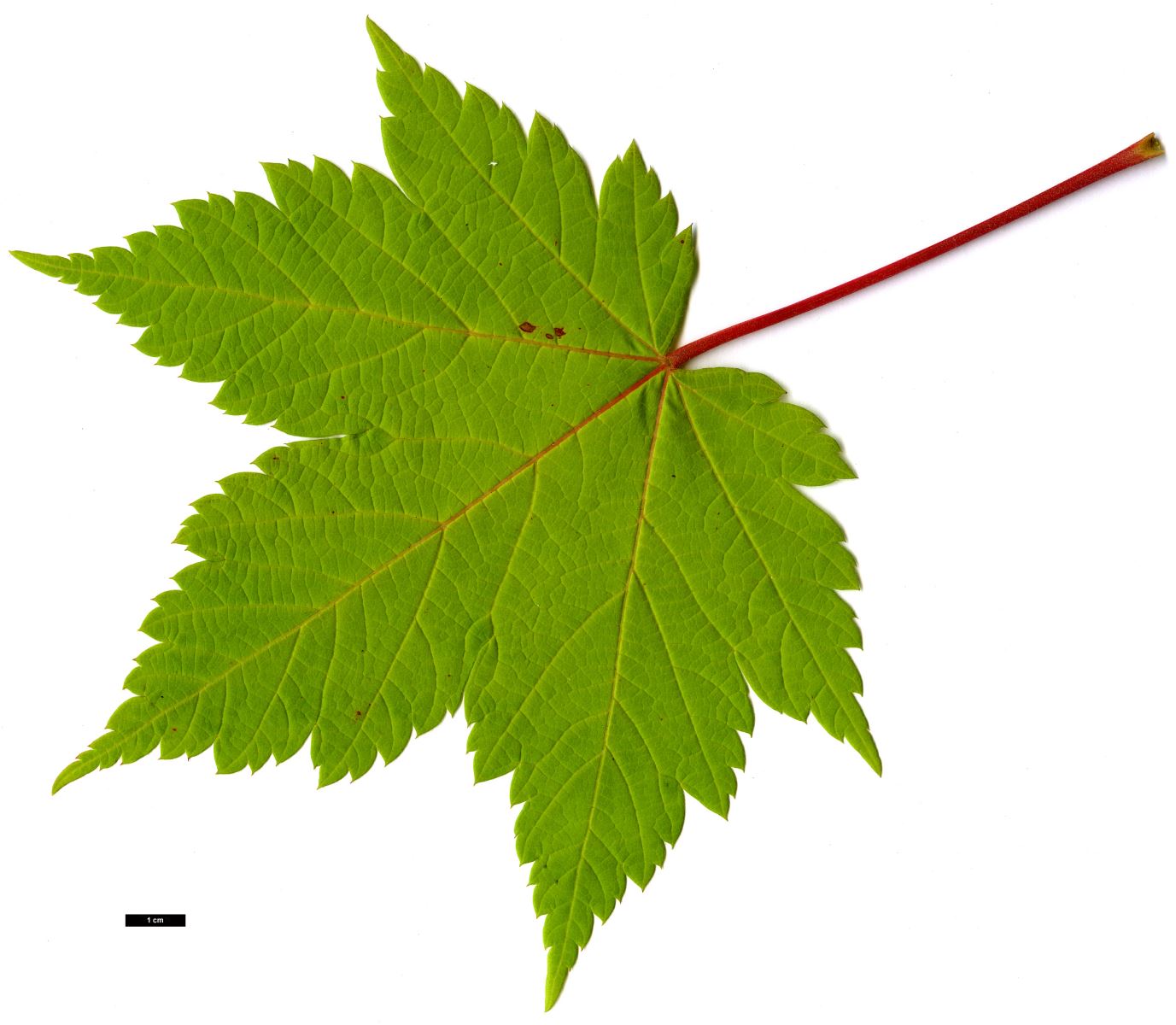 High resolution image: Family: Sapindaceae - Genus: Acer - Taxon: ukurunduense
