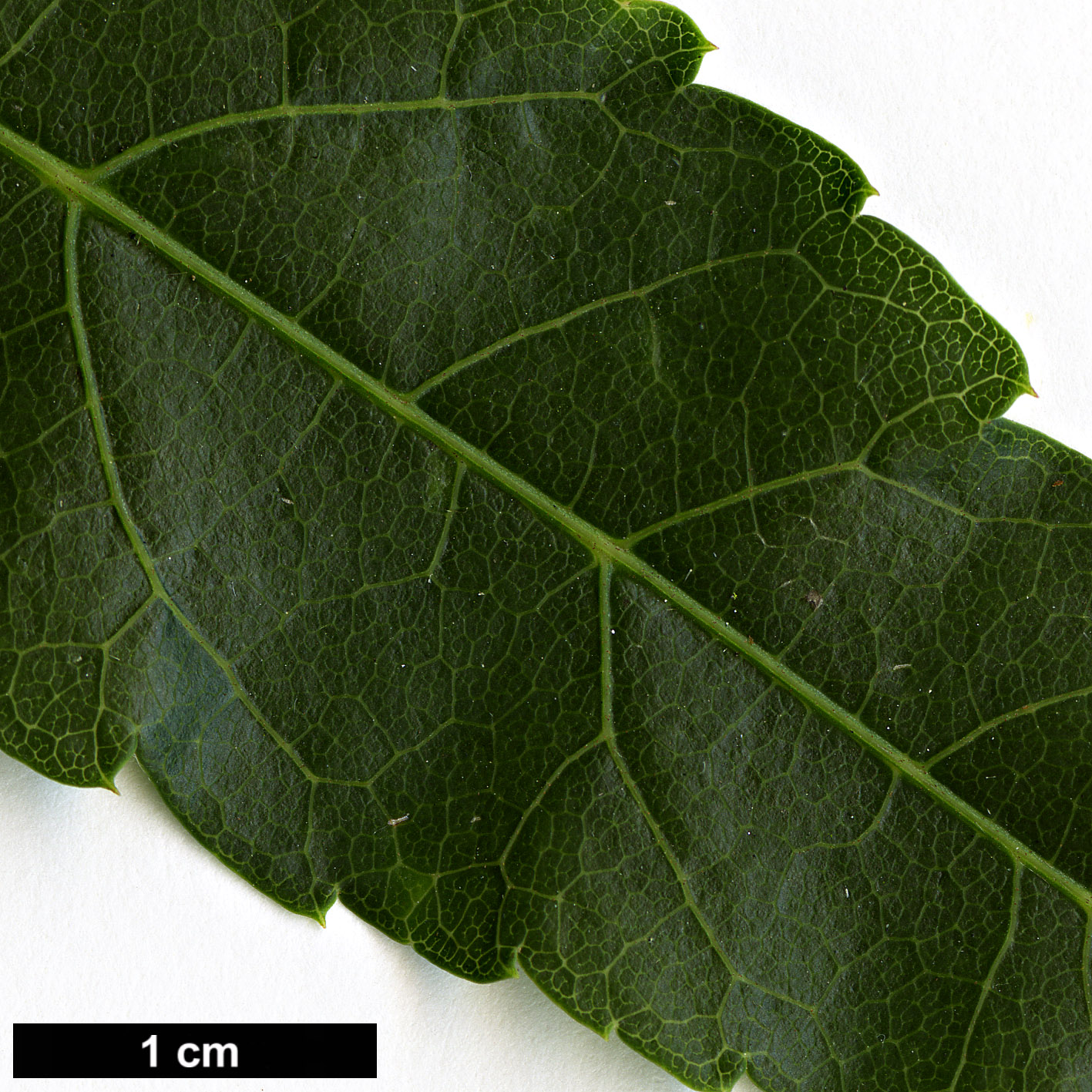 High resolution image: Family: Sapindaceae - Genus: Acer - Taxon: wilsonii