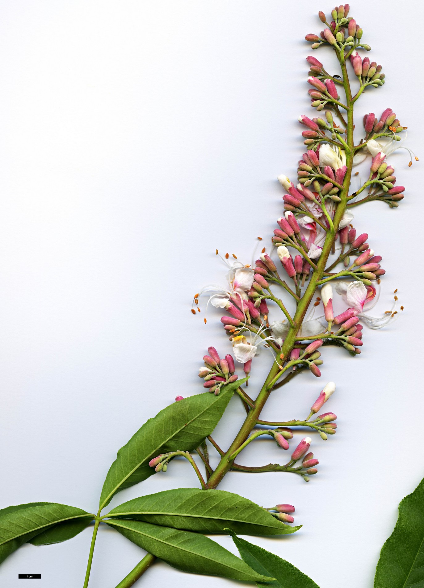 High resolution image: Family: Sapindaceae - Genus: Aesculus - Taxon: assamica