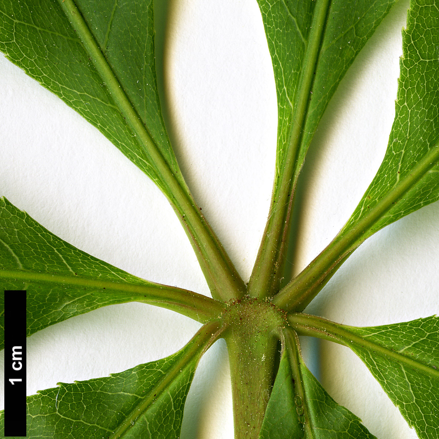 High resolution image: Family: Sapindaceae - Genus: Aesculus - Taxon: assamica