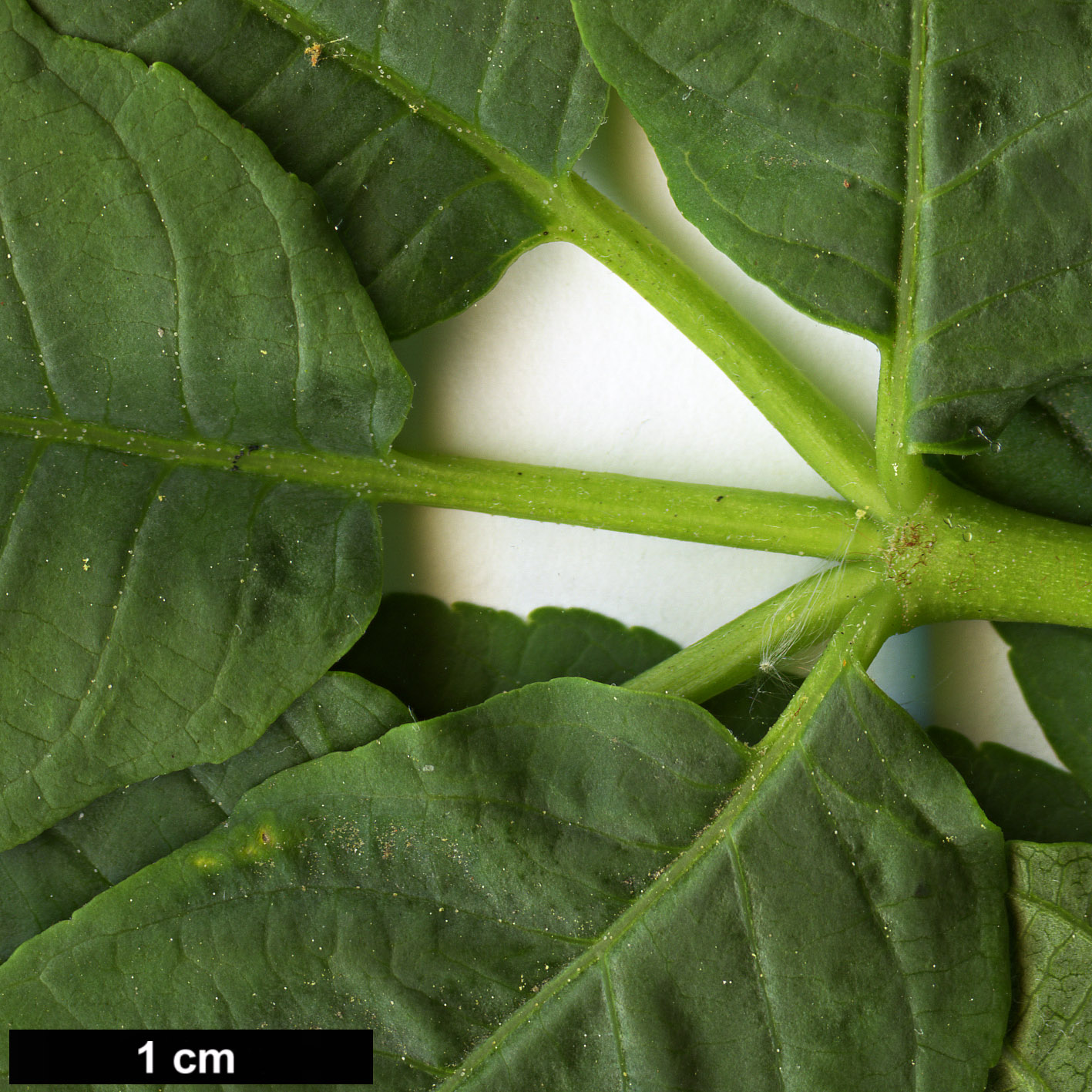 High resolution image: Family: Sapindaceae - Genus: Aesculus - Taxon: californica