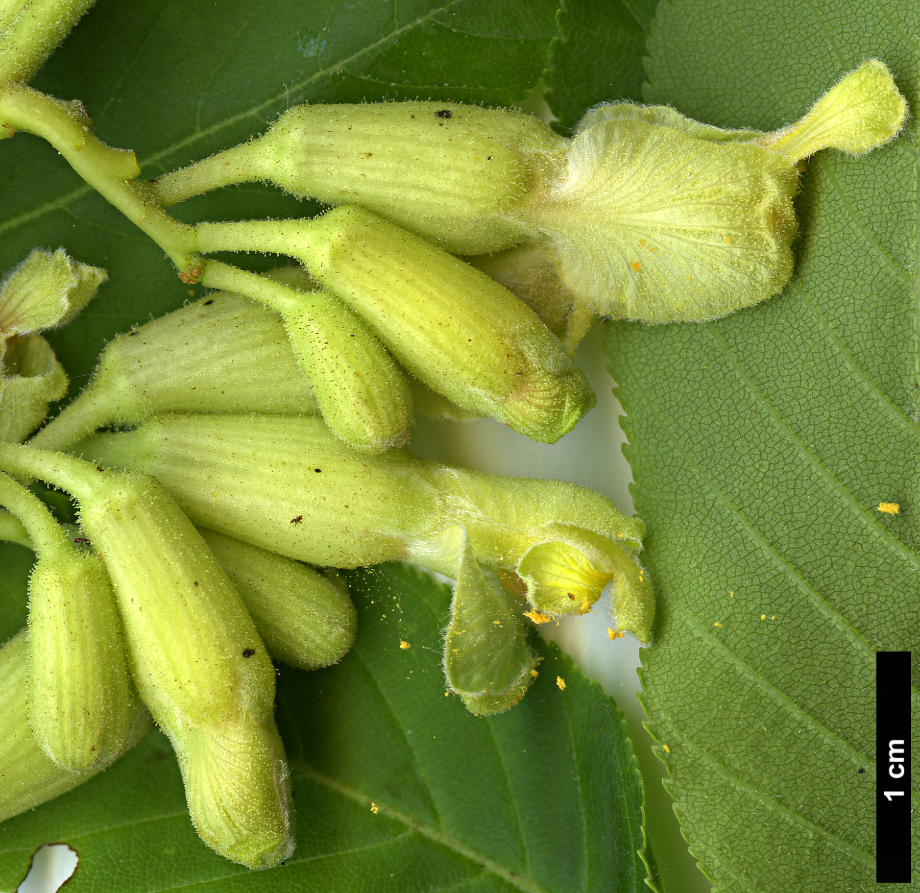 High resolution image: Family: Sapindaceae - Genus: Aesculus - Taxon: flava