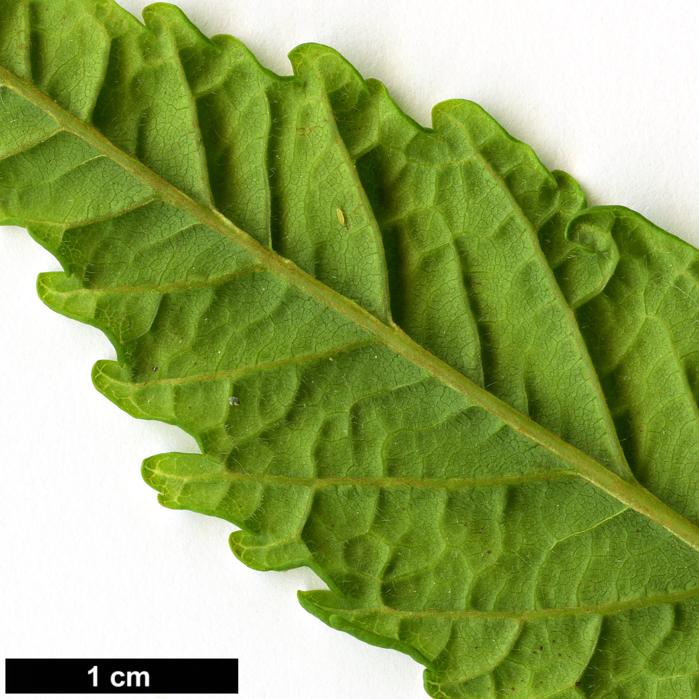 High resolution image: Family: Sapindaceae - Genus: Aesculus - Taxon: hippocastanum - SpeciesSub: 'Digitata'