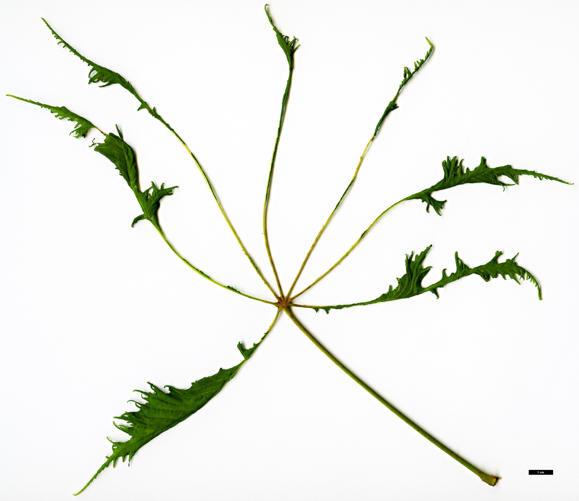 High resolution image: Family: Sapindaceae - Genus: Aesculus - Taxon: hippocastanum - SpeciesSub: 'Laciniata'