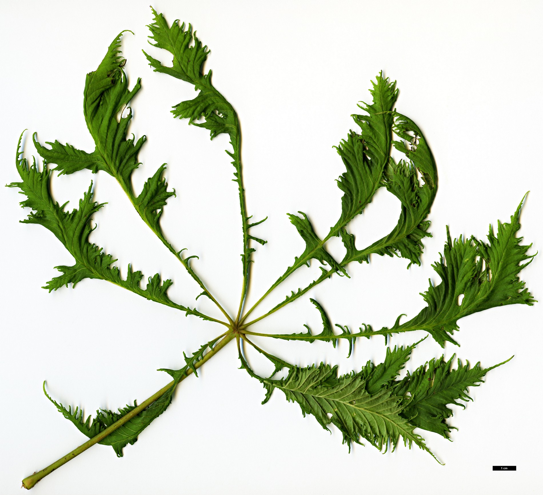 High resolution image: Family: Sapindaceae - Genus: Aesculus - Taxon: hippocastanum - SpeciesSub: 'Laciniata'