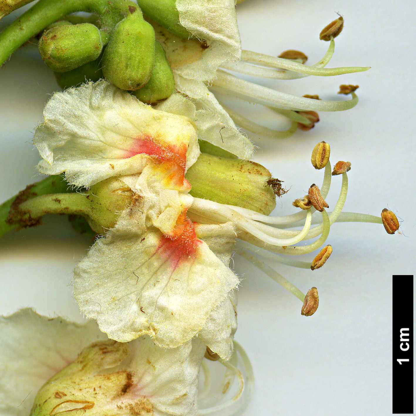 High resolution image: Family: Sapindaceae - Genus: Aesculus - Taxon: hippocastanum