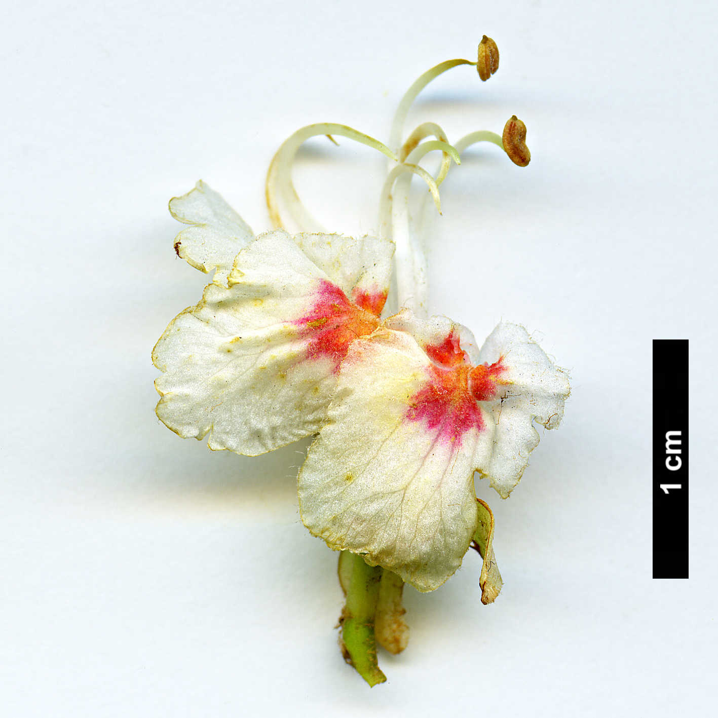 High resolution image: Family: Sapindaceae - Genus: Aesculus - Taxon: hippocastanum