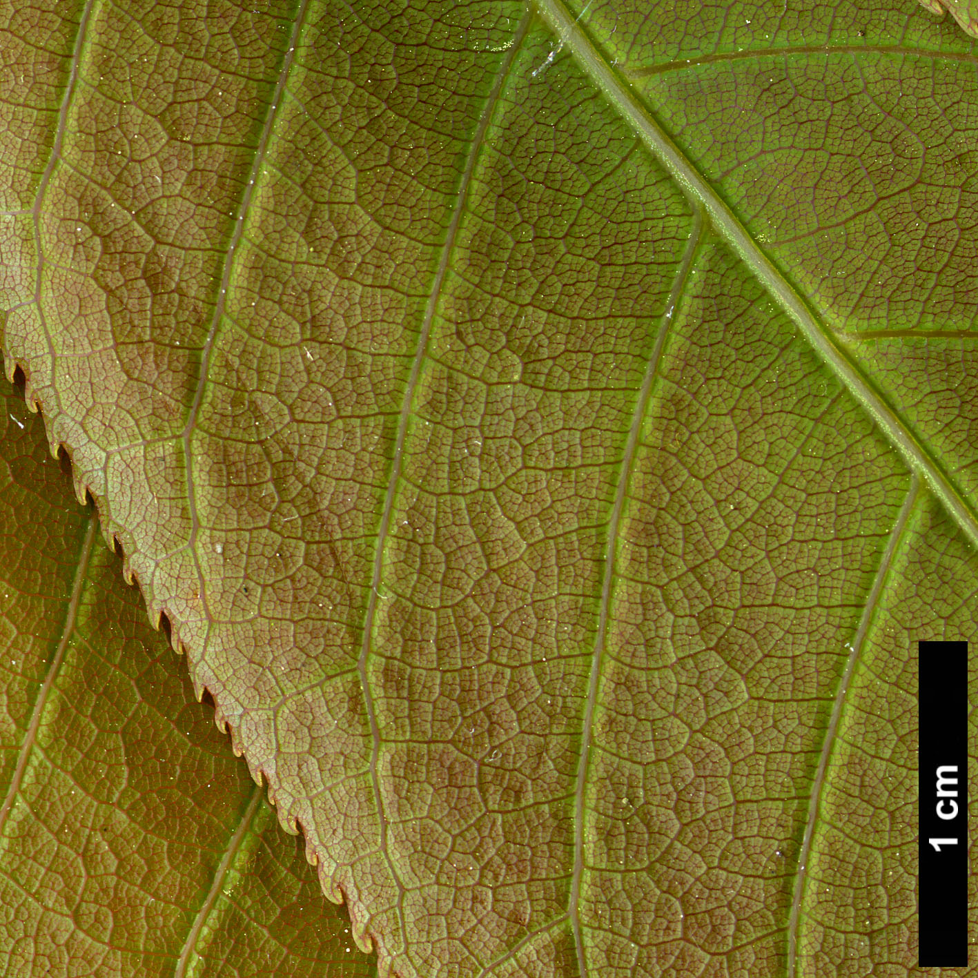 High resolution image: Family: Sapindaceae - Genus: Aesculus - Taxon: indica