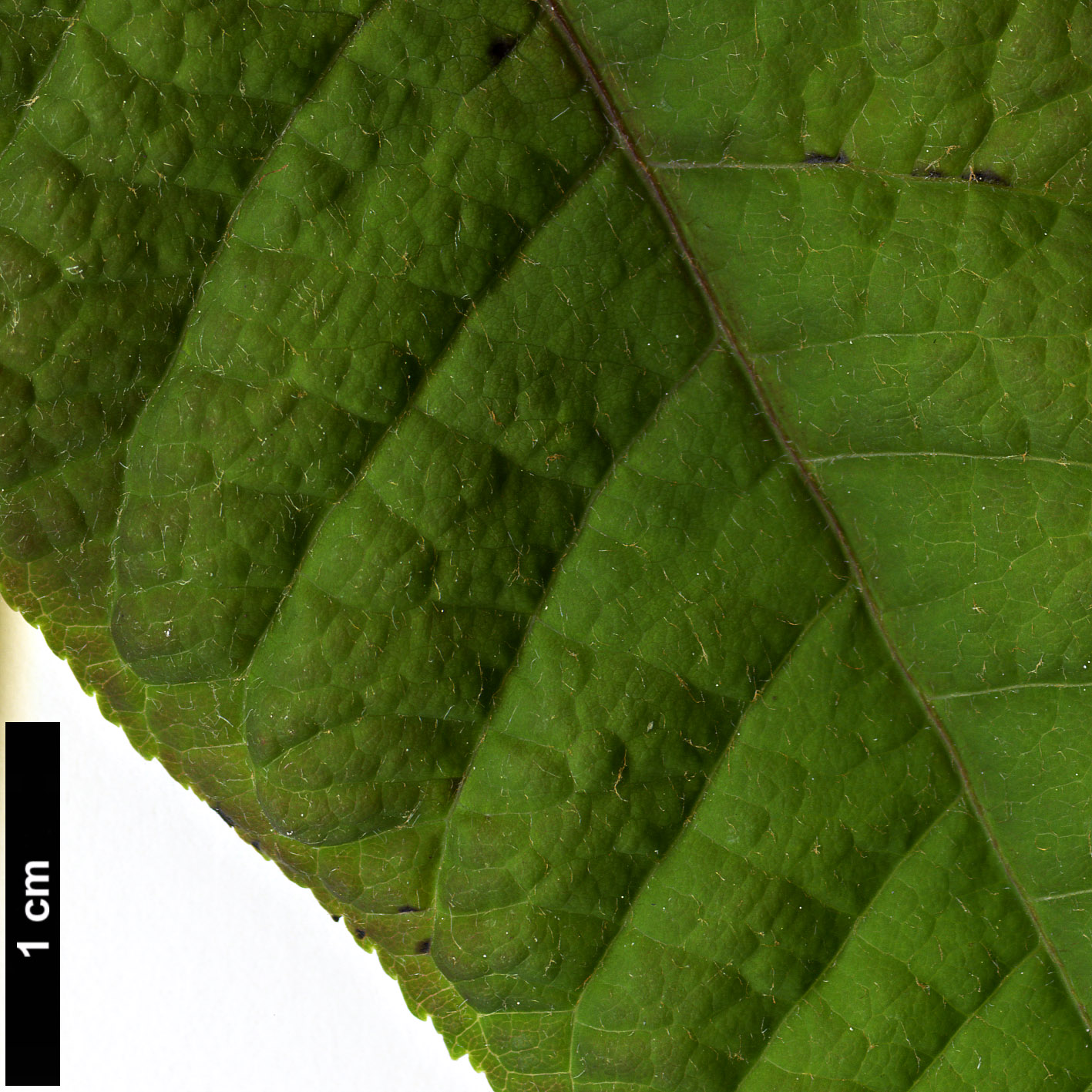 High resolution image: Family: Sapindaceae - Genus: Aesculus - Taxon: parviflora
