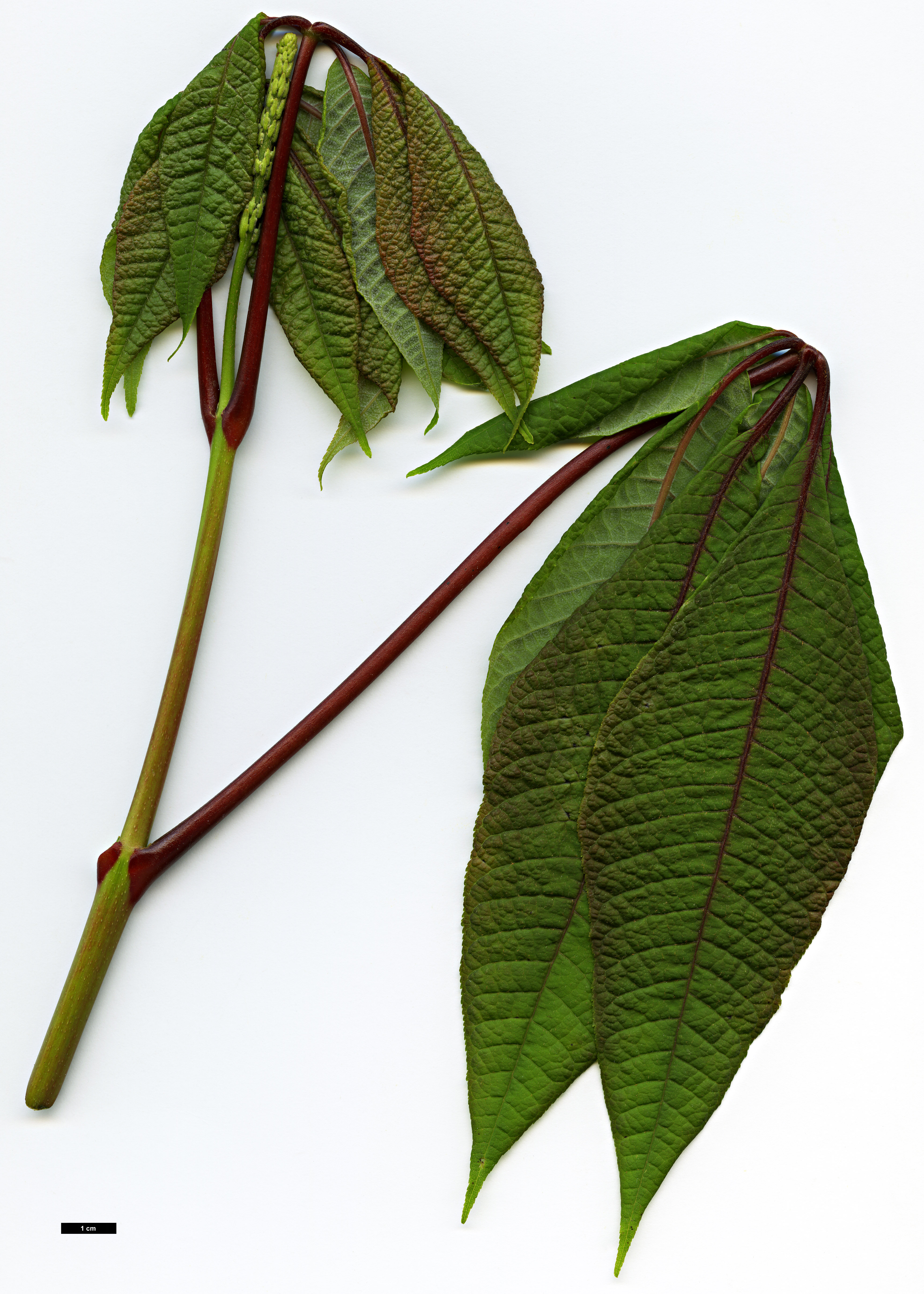 High resolution image: Family: Sapindaceae - Genus: Aesculus - Taxon: parviflora