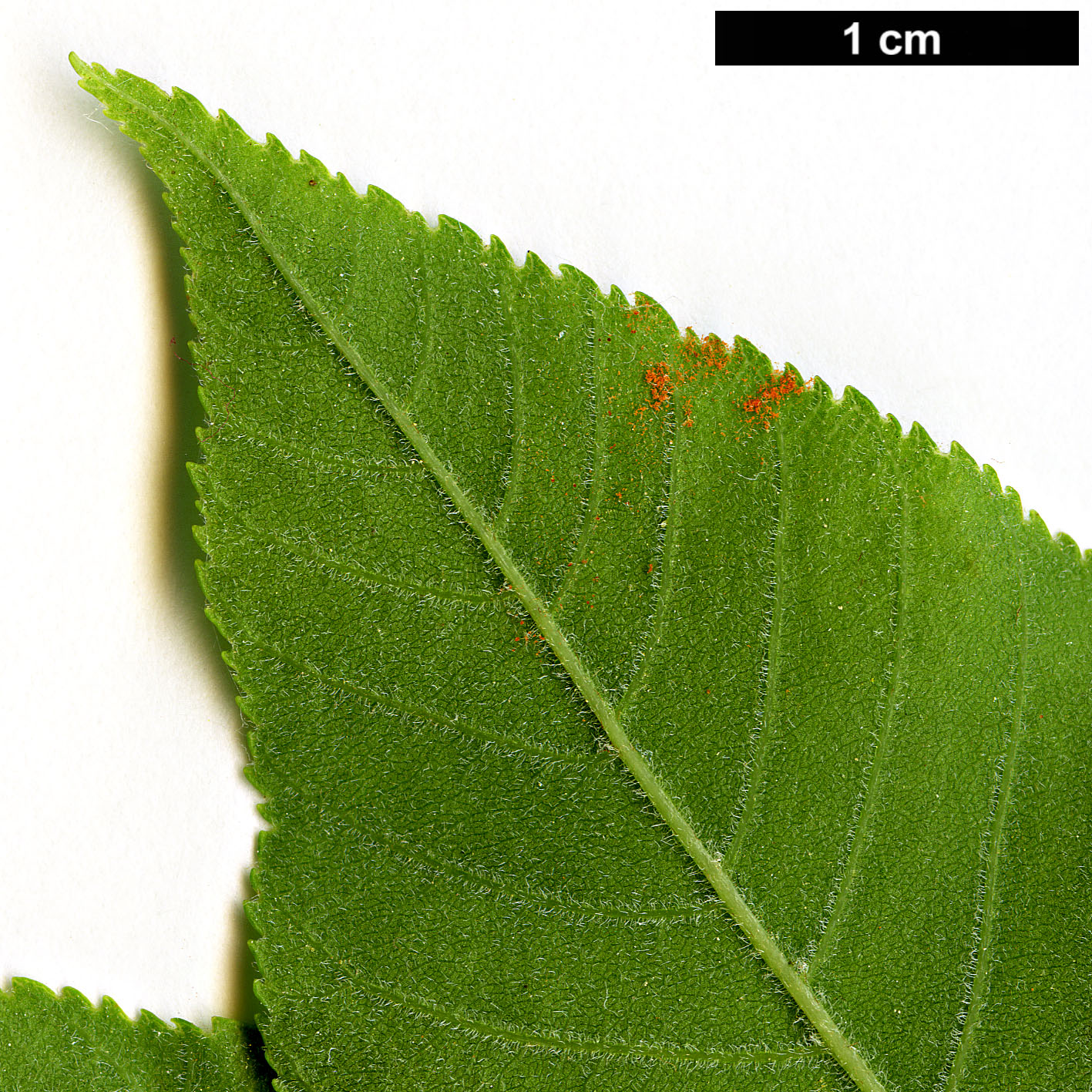 High resolution image: Family: Sapindaceae - Genus: Aesculus - Taxon: pavia - SpeciesSub: 'Splendens'