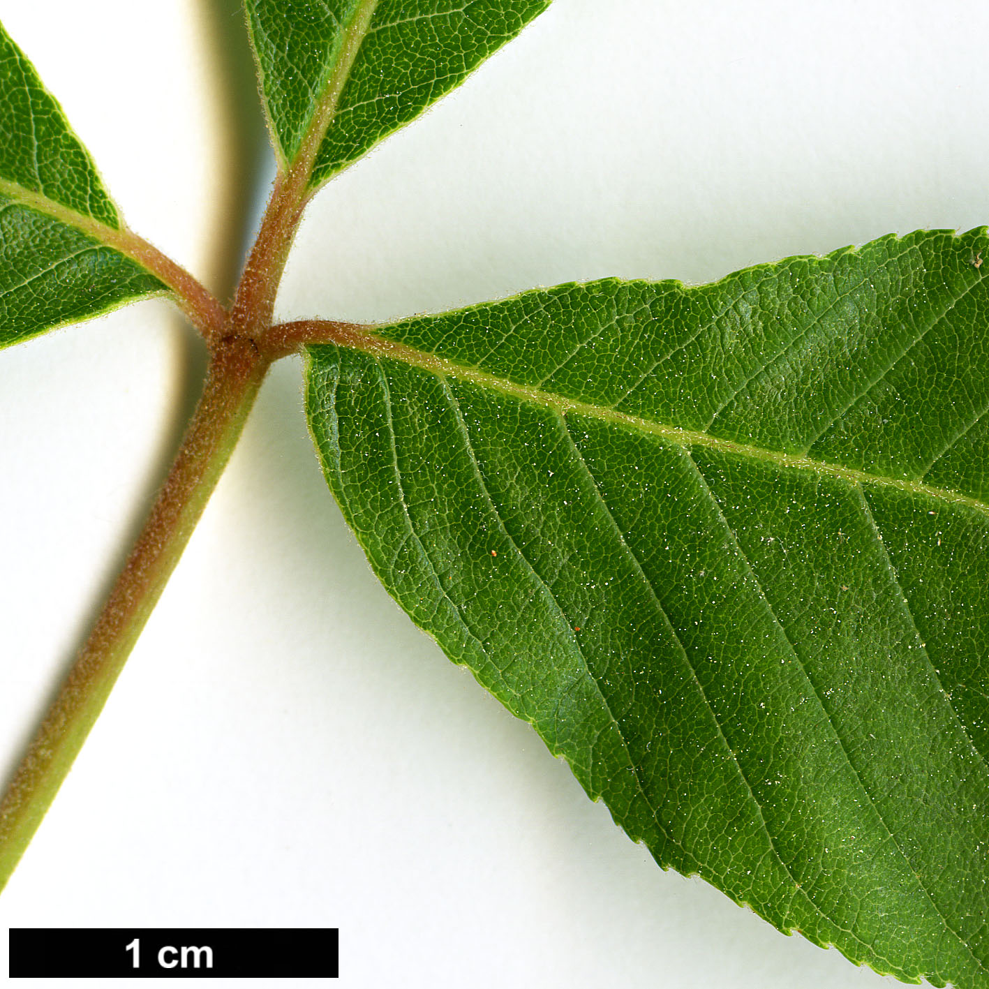 High resolution image: Family: Sapindaceae - Genus: Aesculus - Taxon: pavia - SpeciesSub: 'Splendens'
