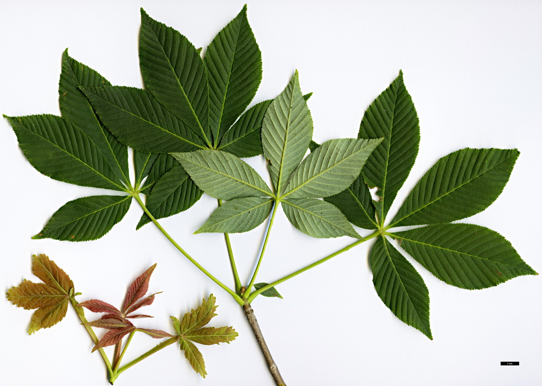 High resolution image: Family: Sapindaceae - Genus: Aesculus - Taxon: sylvatica