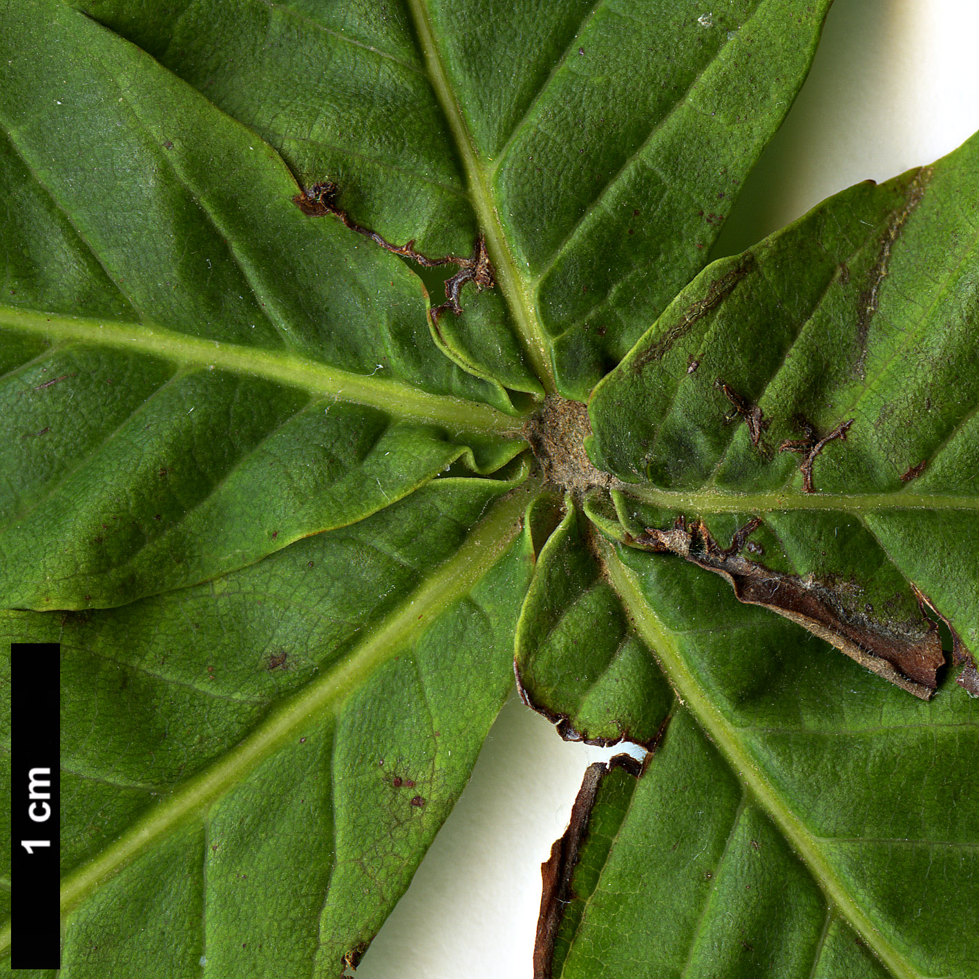 High resolution image: Family: Sapindaceae - Genus: Aesculus - Taxon: turbinata