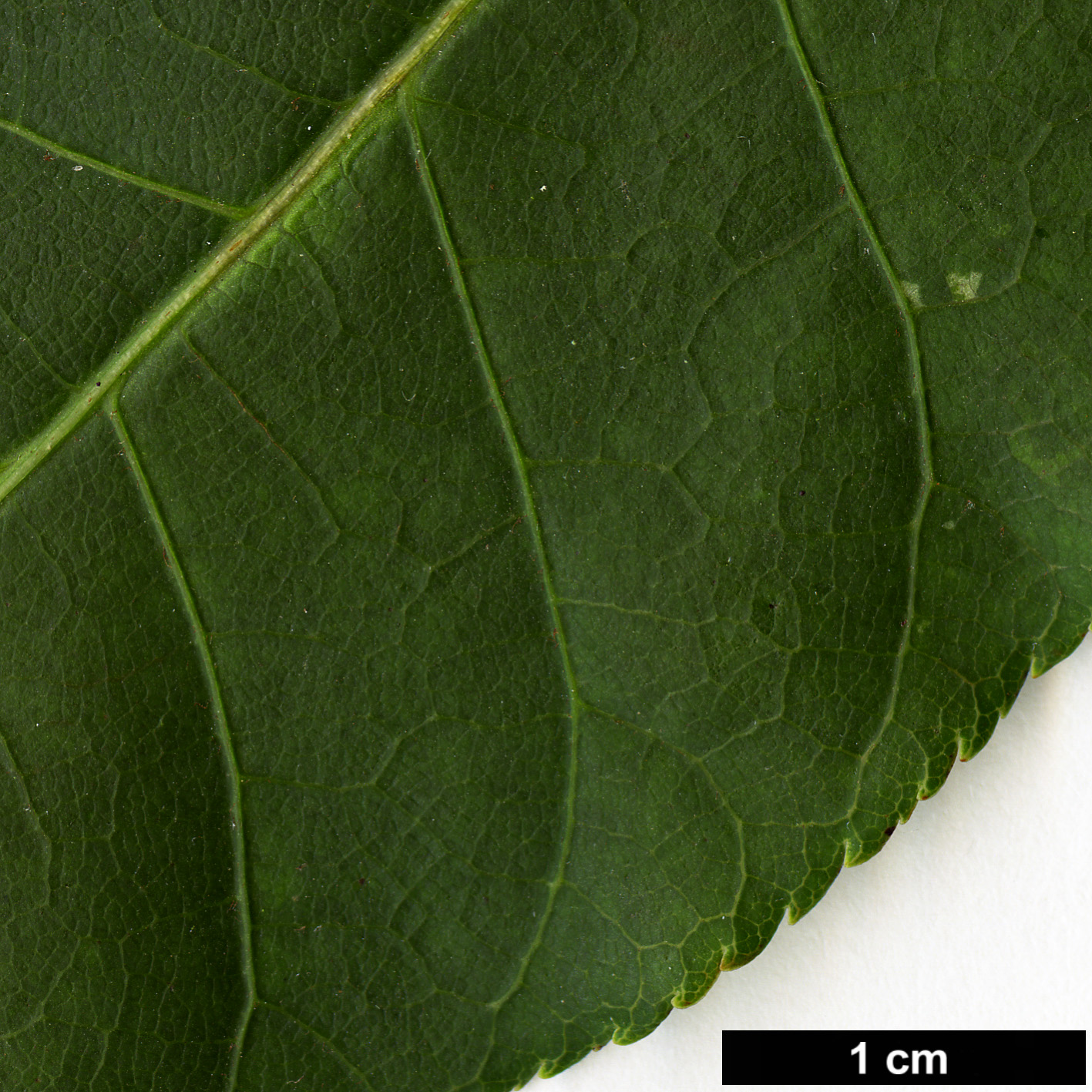 High resolution image: Family: Sapindaceae - Genus: Aesculus - Taxon: wangii
