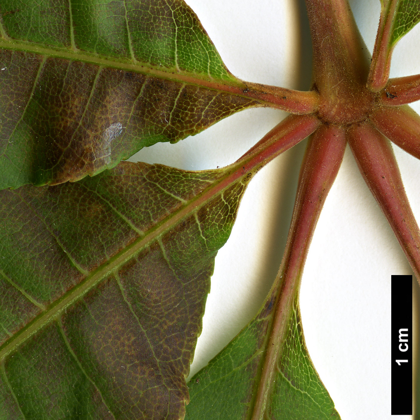 High resolution image: Family: Sapindaceae - Genus: Aesculus - Taxon: wilsonii