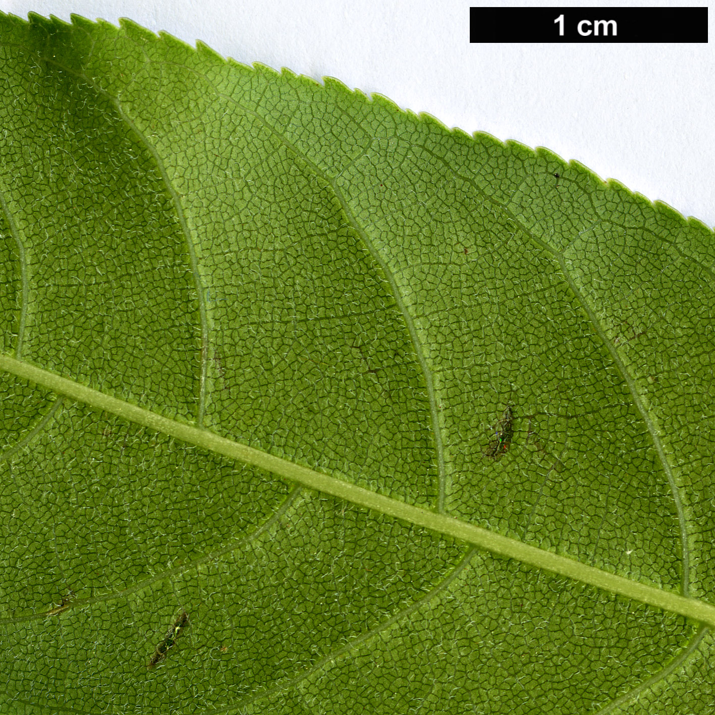 High resolution image: Family: Sapindaceae - Genus: Aesculus - Taxon: wilsonii