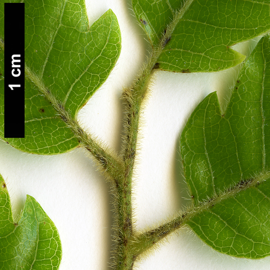 High resolution image: Family: Sapindaceae - Genus: Alectryon - Taxon: excelsus