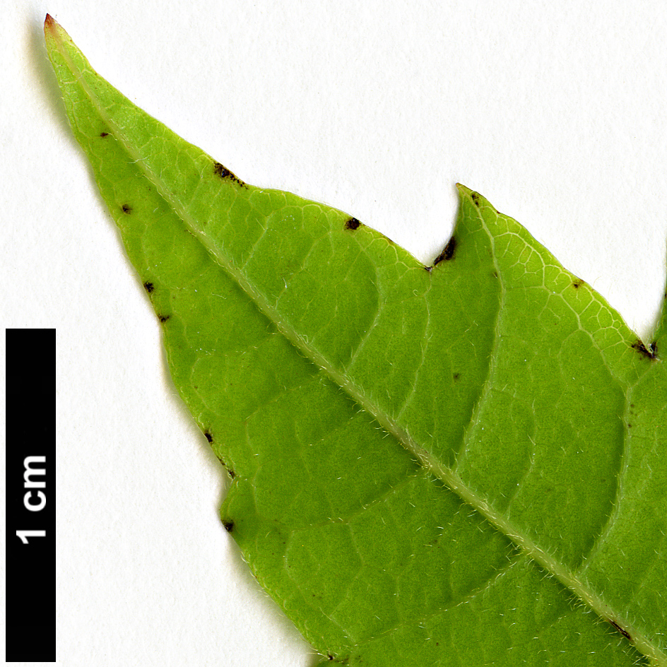 High resolution image: Family: Sapindaceae - Genus: Alectryon - Taxon: excelsus