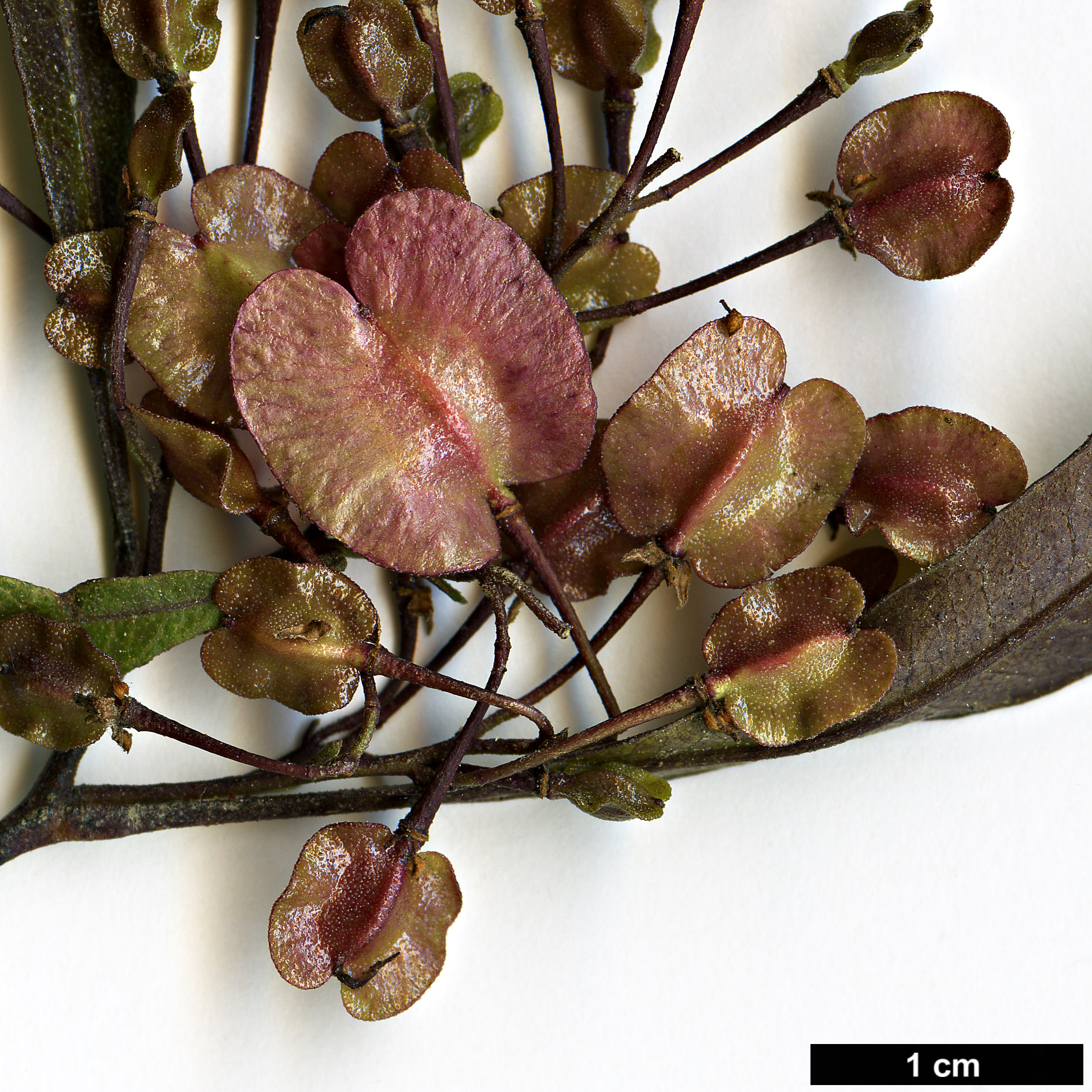 High resolution image: Family: Sapindaceae - Genus: Dodonaea - Taxon: viscosa