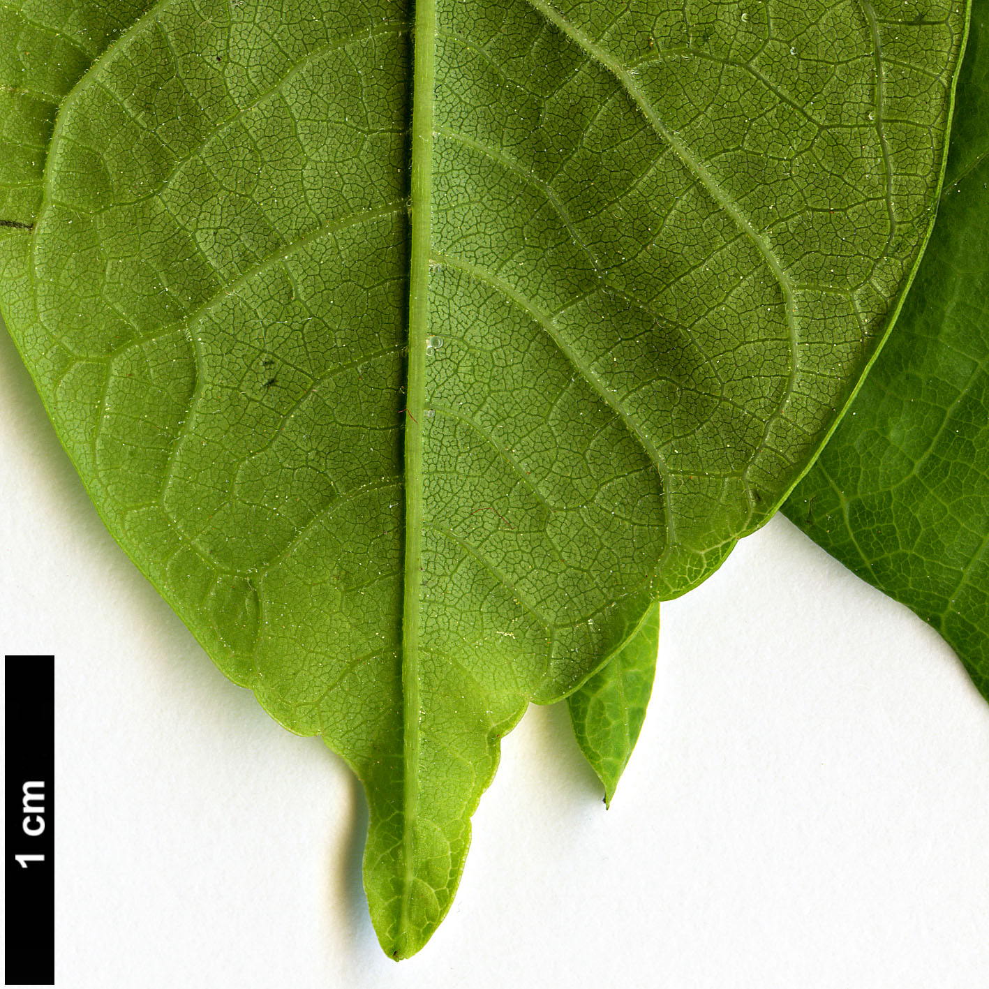 High resolution image: Family: Sapindaceae - Genus: Koelreuteria - Taxon: bipinnata