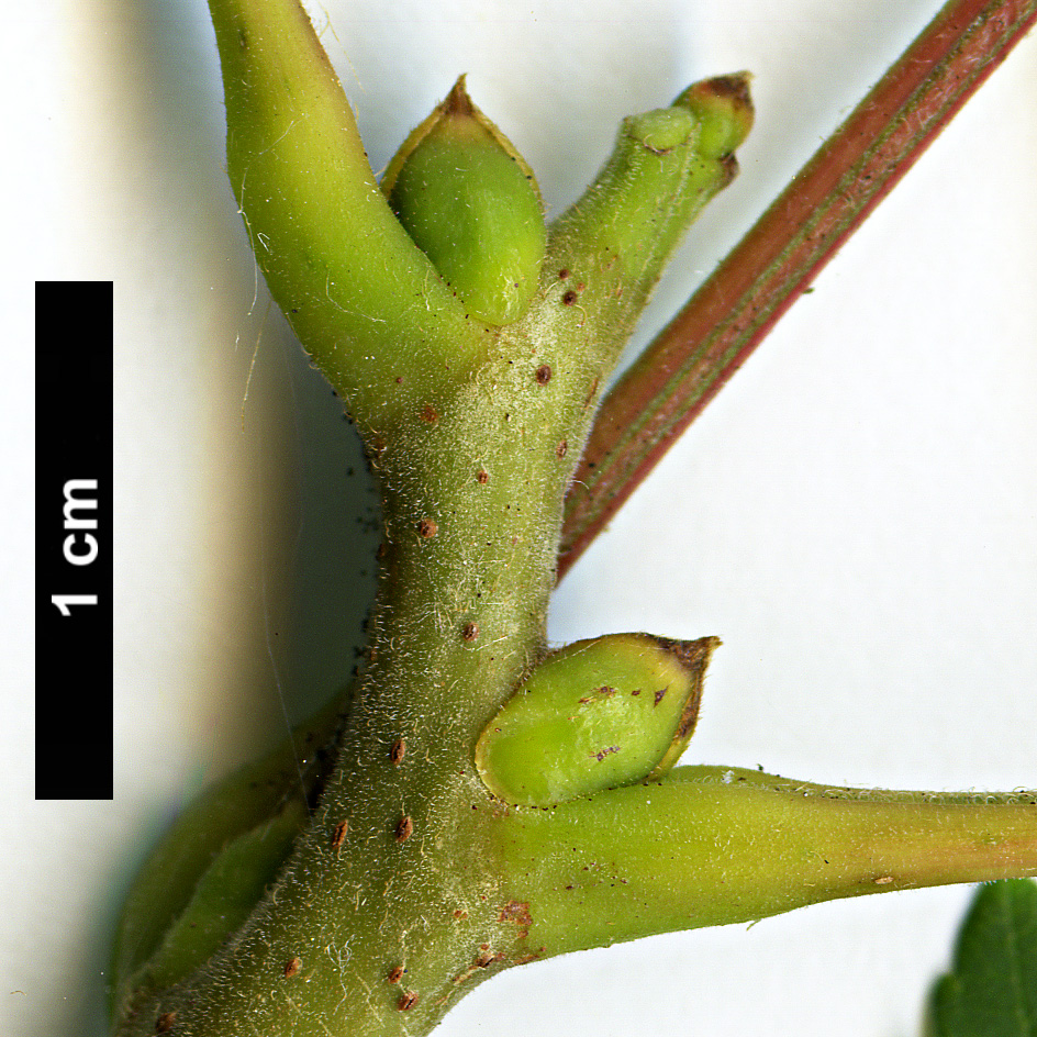 High resolution image: Family: Sapindaceae - Genus: Koelreuteria - Taxon: paniculata