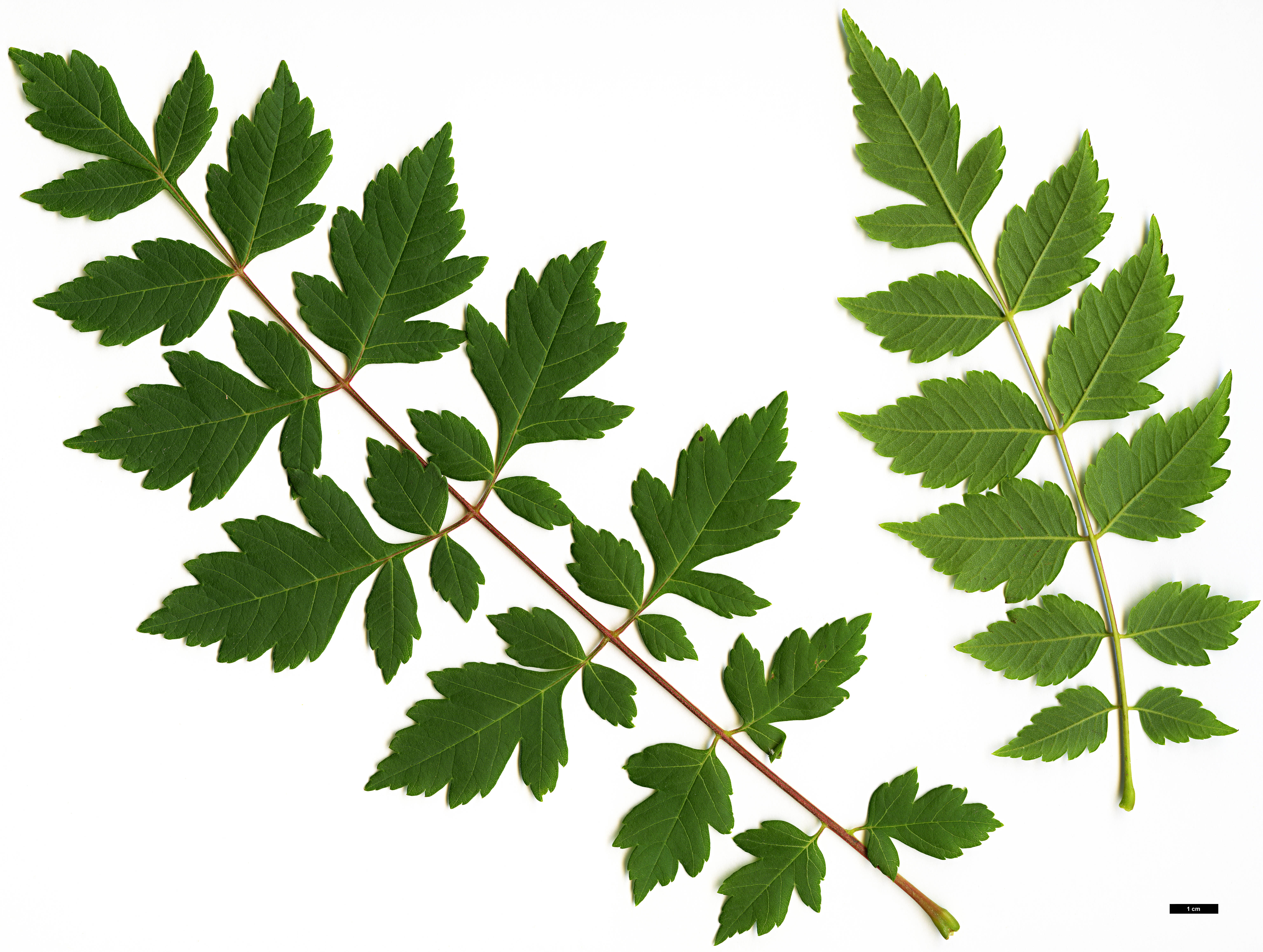 High resolution image: Family: Sapindaceae - Genus: Koelreuteria - Taxon: paniculata