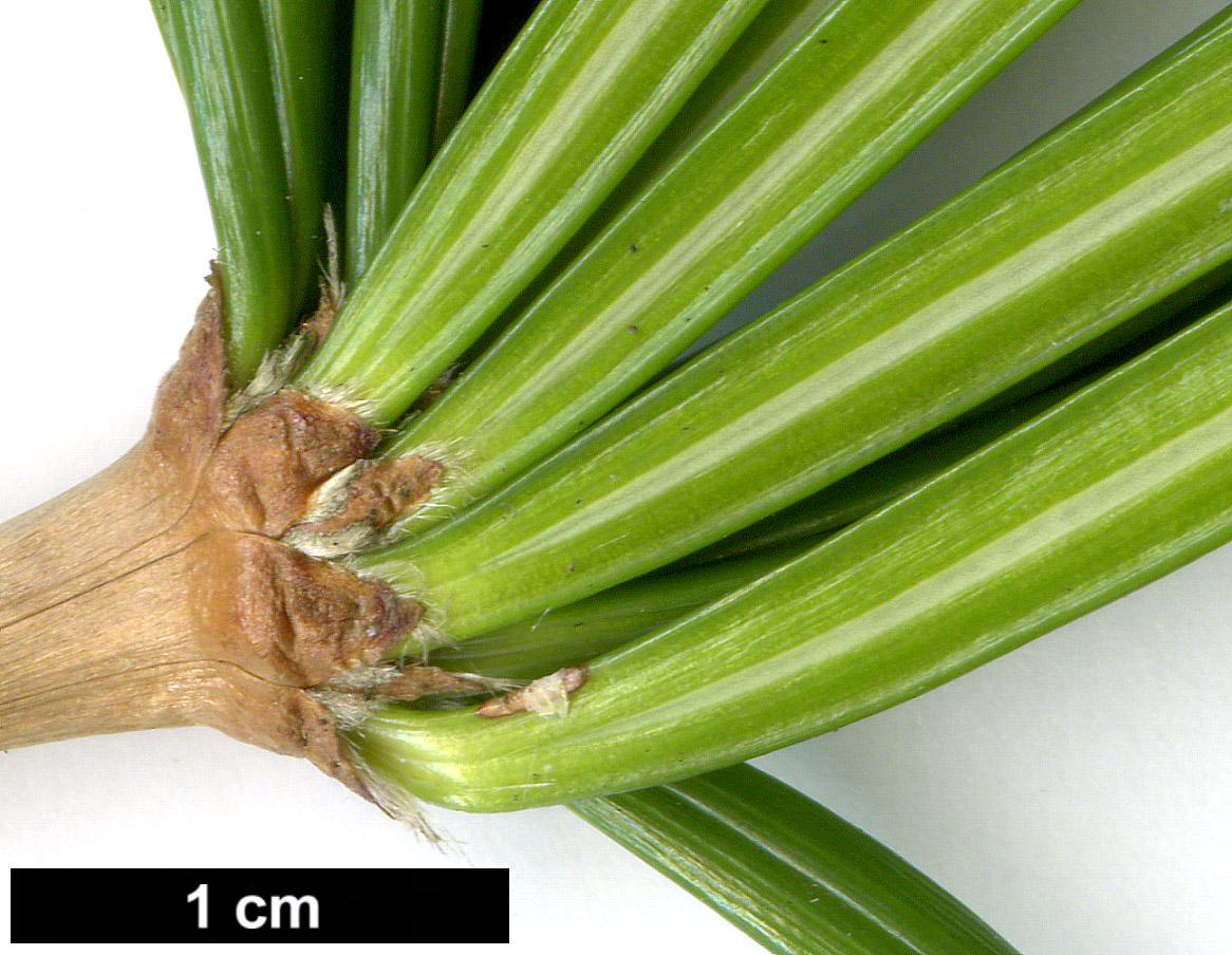 High resolution image: Family: Sciadopityaceae - Genus: Sciadopitys - Taxon: verticillata