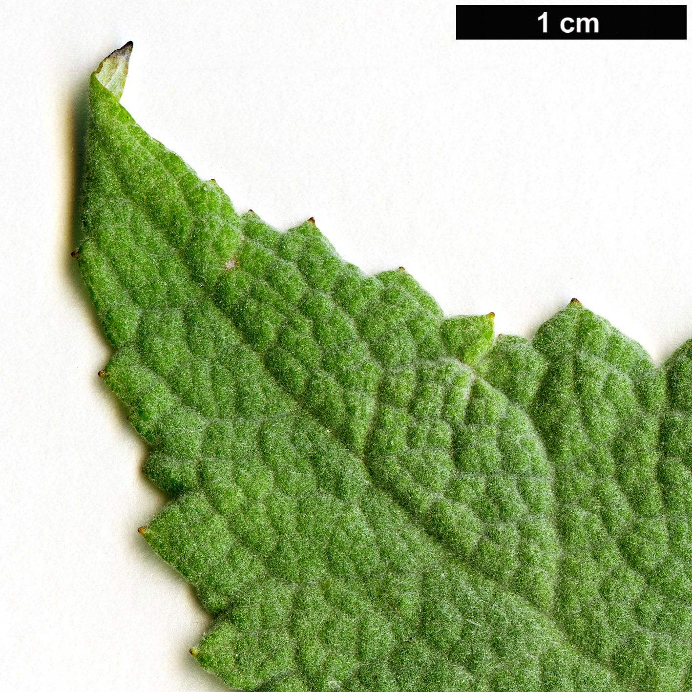 High resolution image: Family: Scrophulariaceae - Genus: Buddleja - Taxon: agathosma