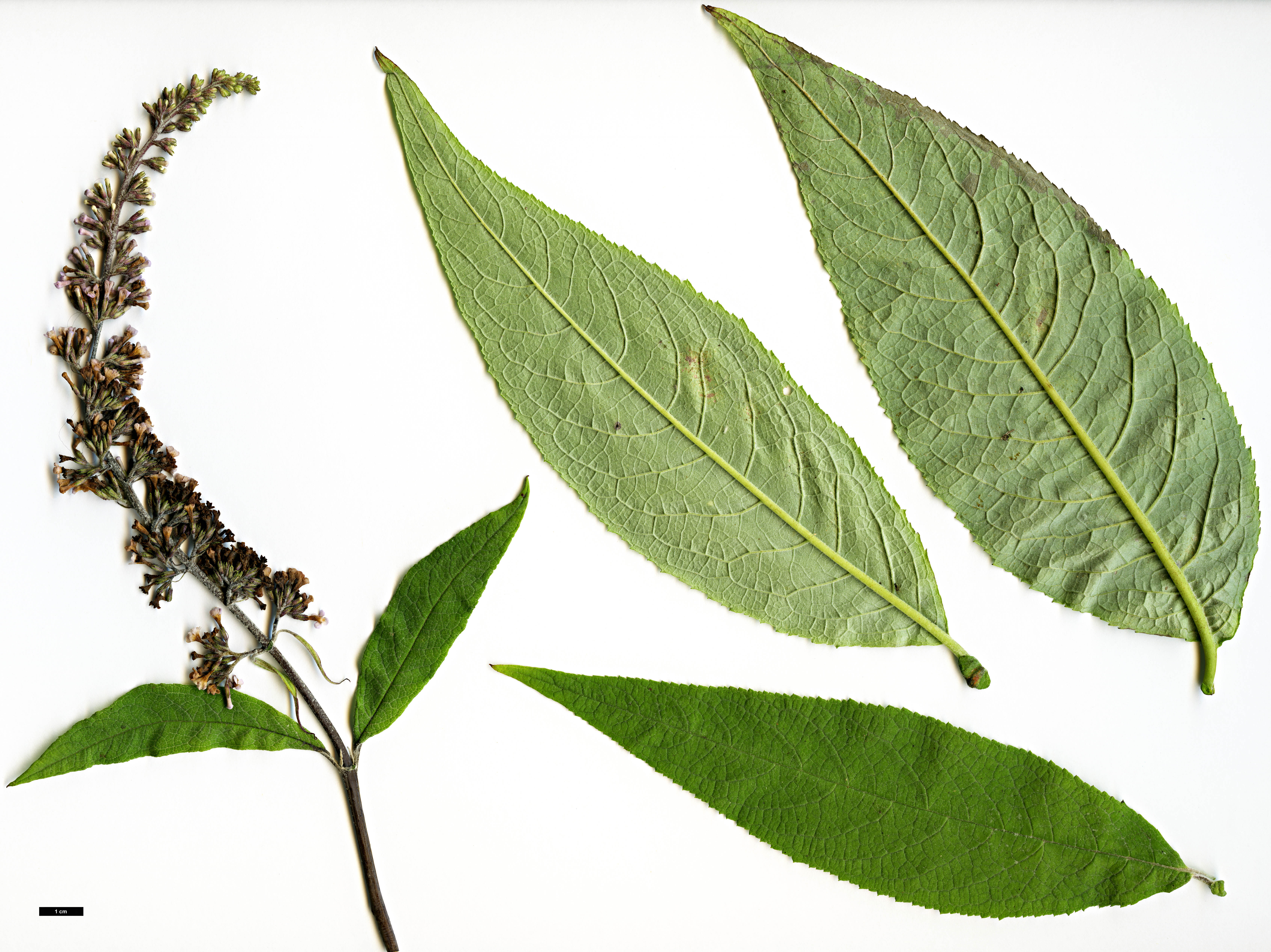 High resolution image: Family: Scrophulariaceae - Genus: Buddleja - Taxon: albiflora