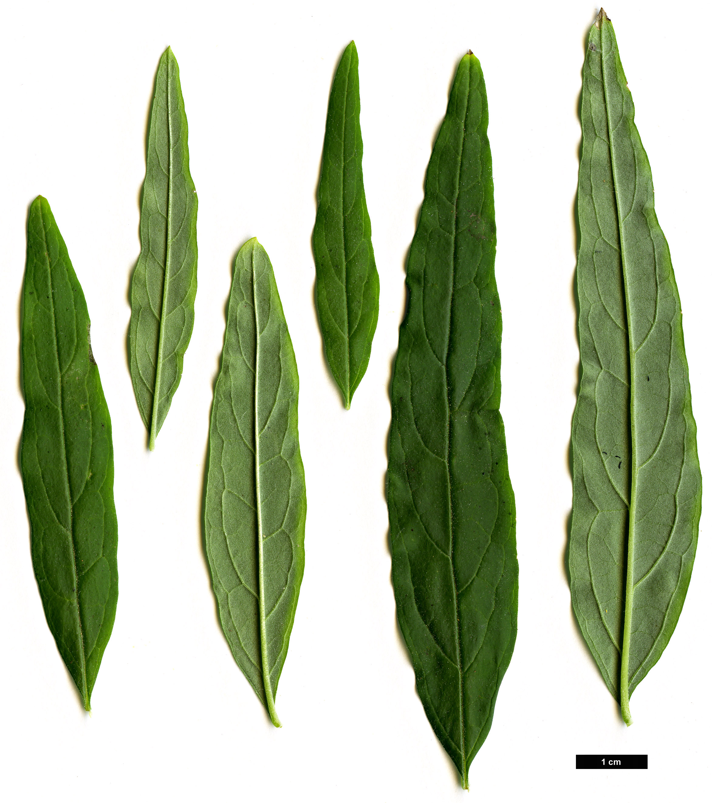 High resolution image: Family: Scrophulariaceae - Genus: Buddleja - Taxon: alternifolia
