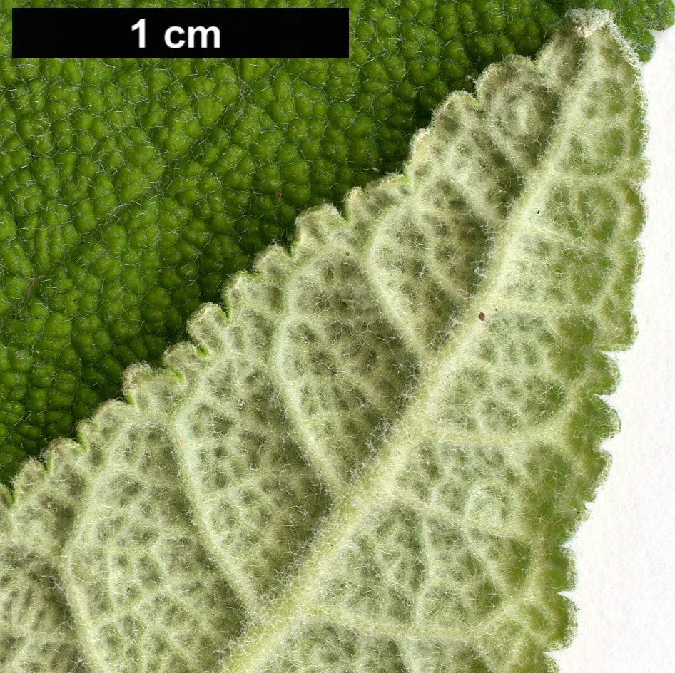 High resolution image: Family: Scrophulariaceae - Genus: Buddleja - Taxon: americana