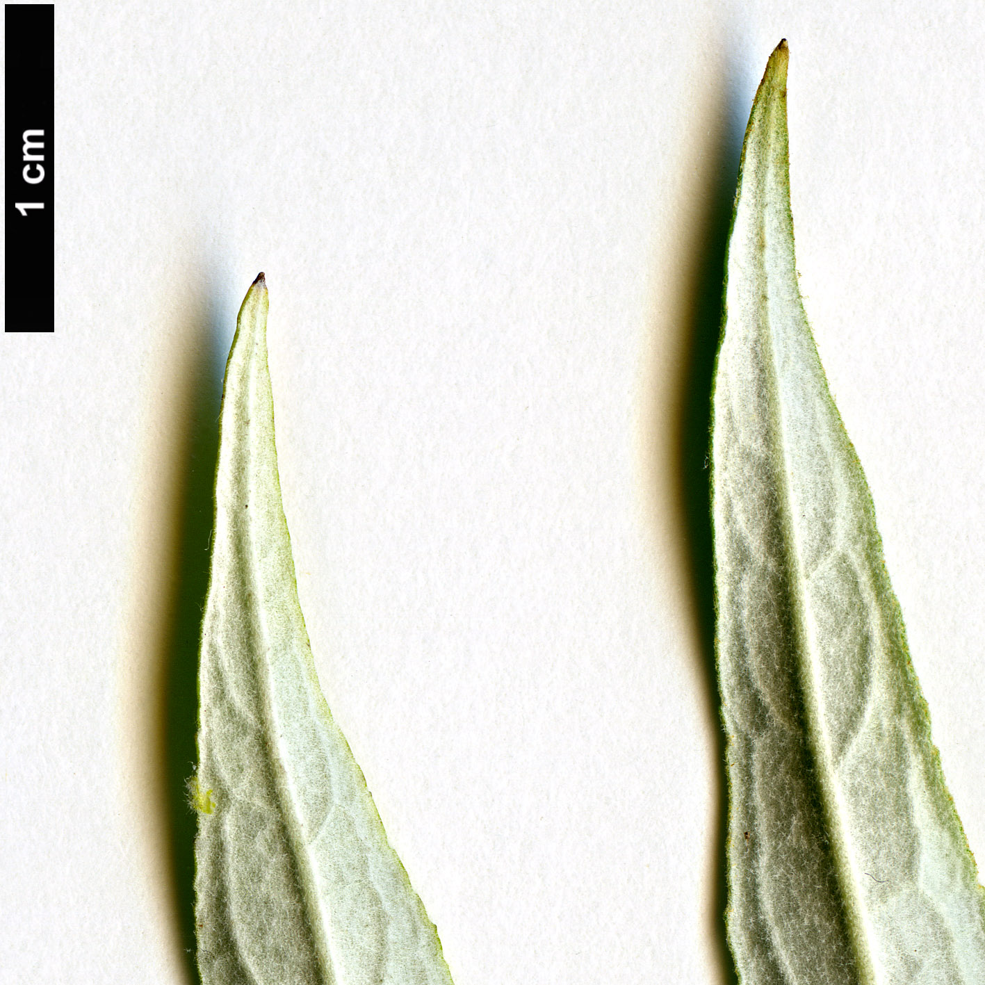 High resolution image: Family: Scrophulariaceae - Genus: Buddleja - Taxon: asiatica