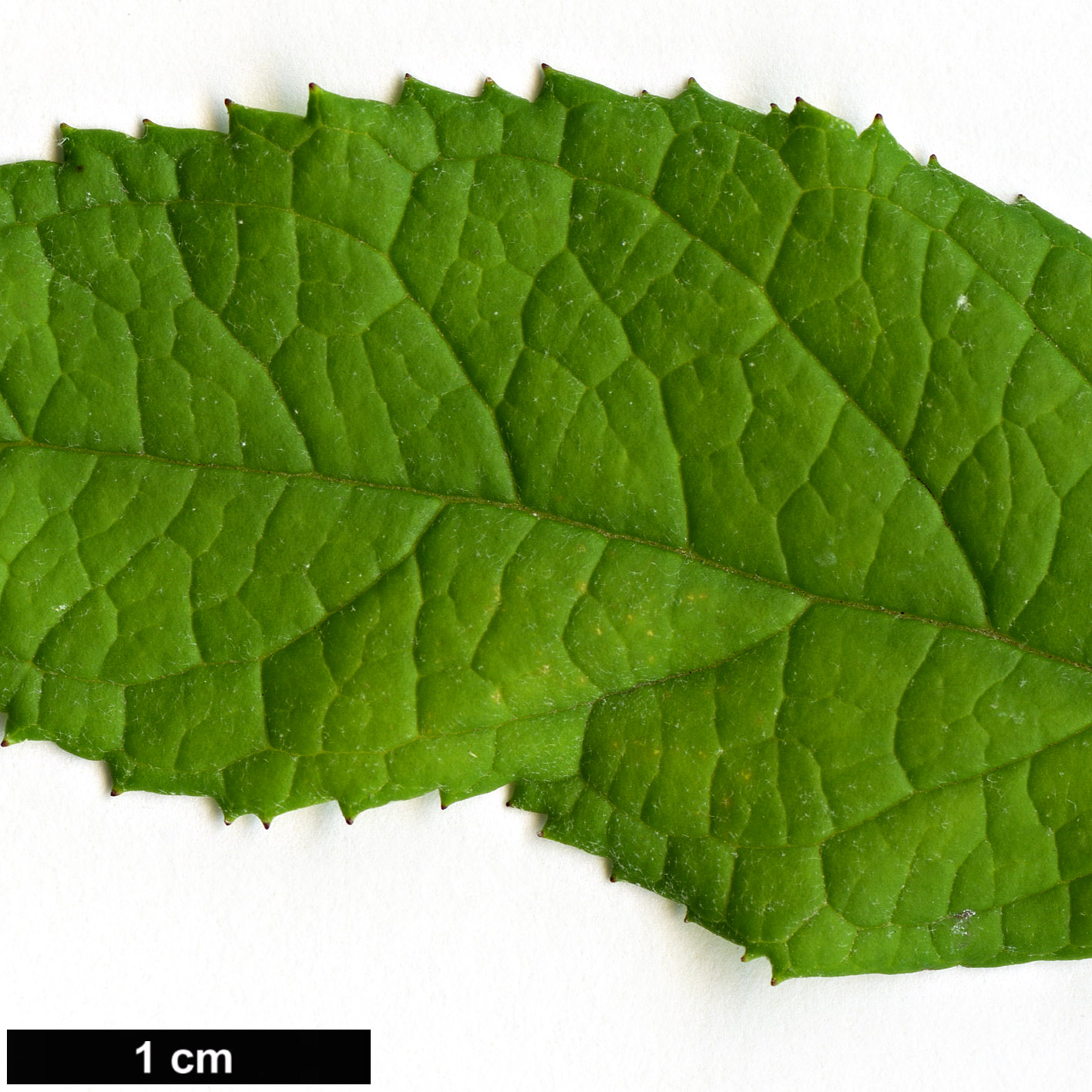High resolution image: Family: Scrophulariaceae - Genus: Buddleja - Taxon: auriculata
