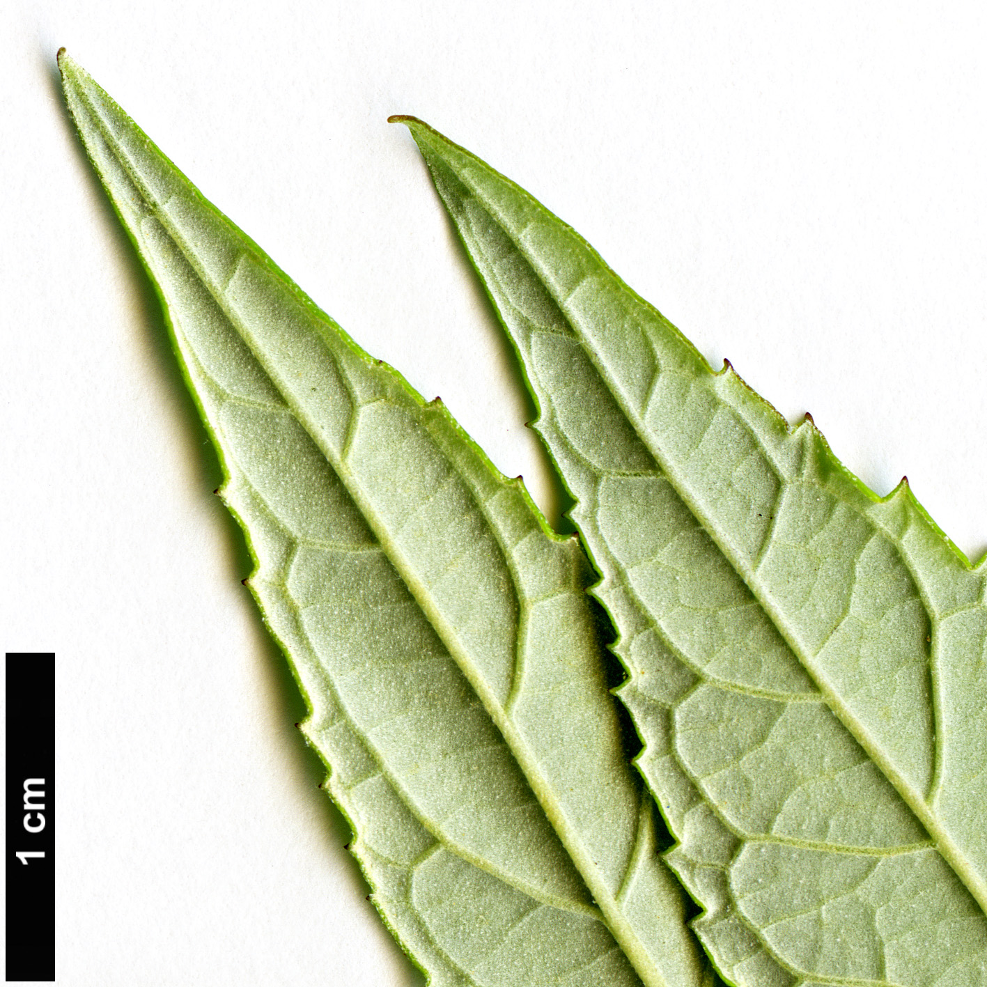 High resolution image: Family: Scrophulariaceae - Genus: Buddleja - Taxon: auriculata