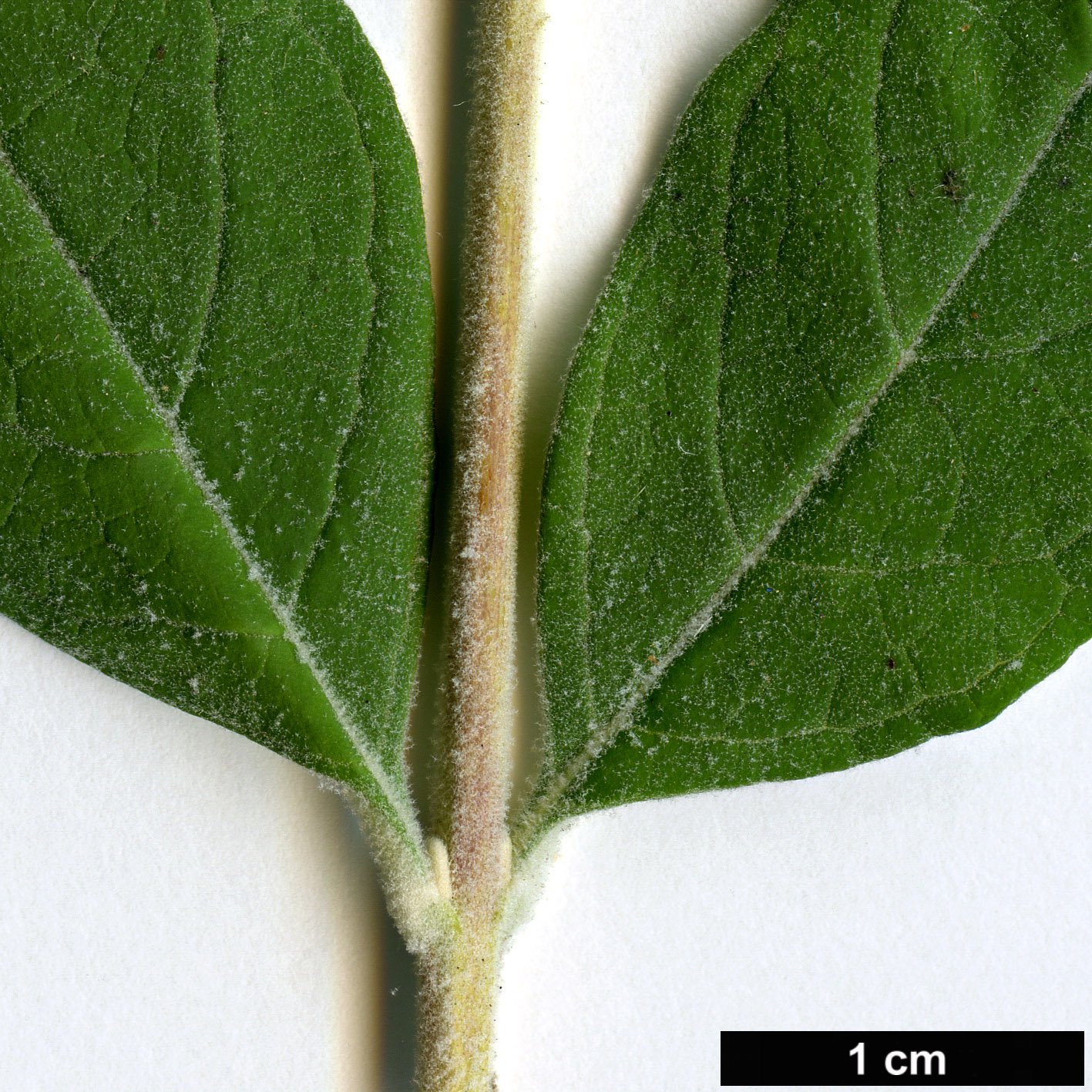 High resolution image: Family: Scrophulariaceae - Genus: Buddleja - Taxon: caryopteridifolia