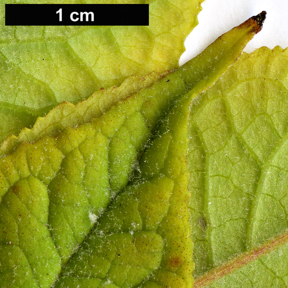 High resolution image: Family: Scrophulariaceae - Genus: Buddleja - Taxon: colvilei