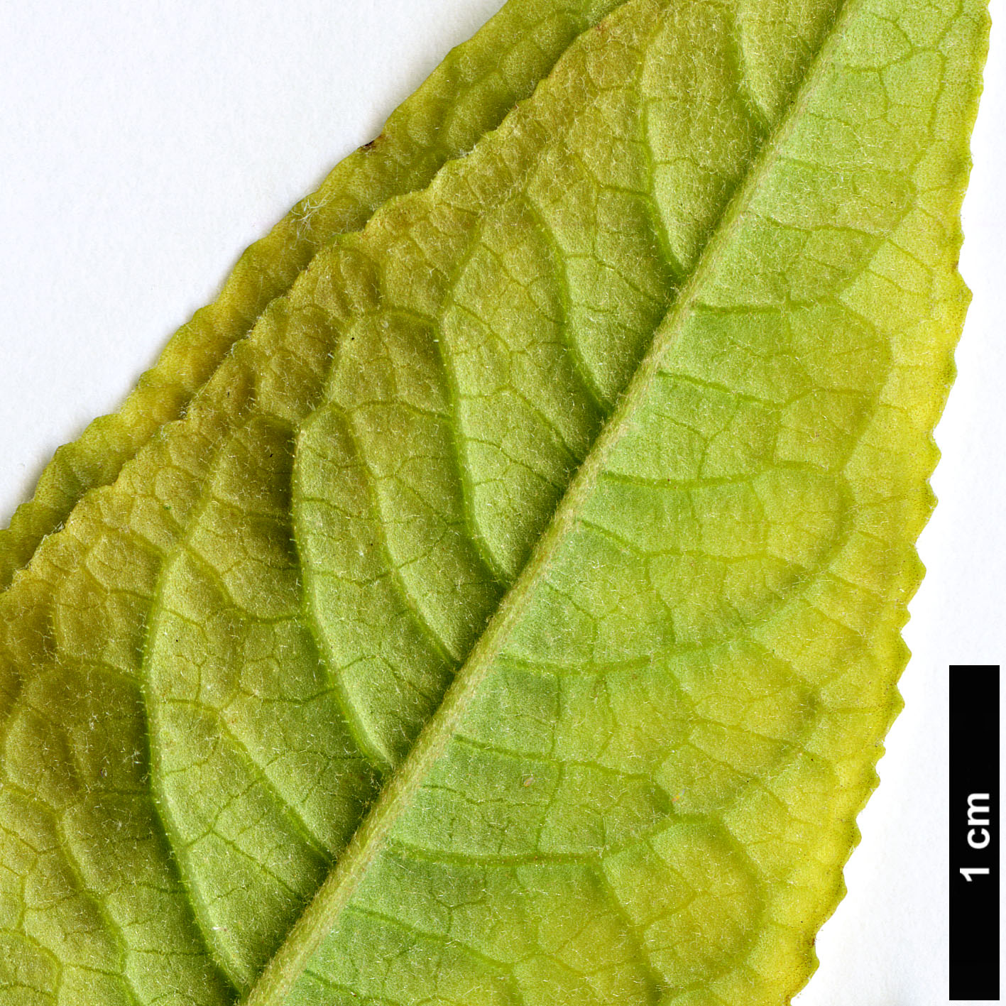 High resolution image: Family: Scrophulariaceae - Genus: Buddleja - Taxon: colvilei