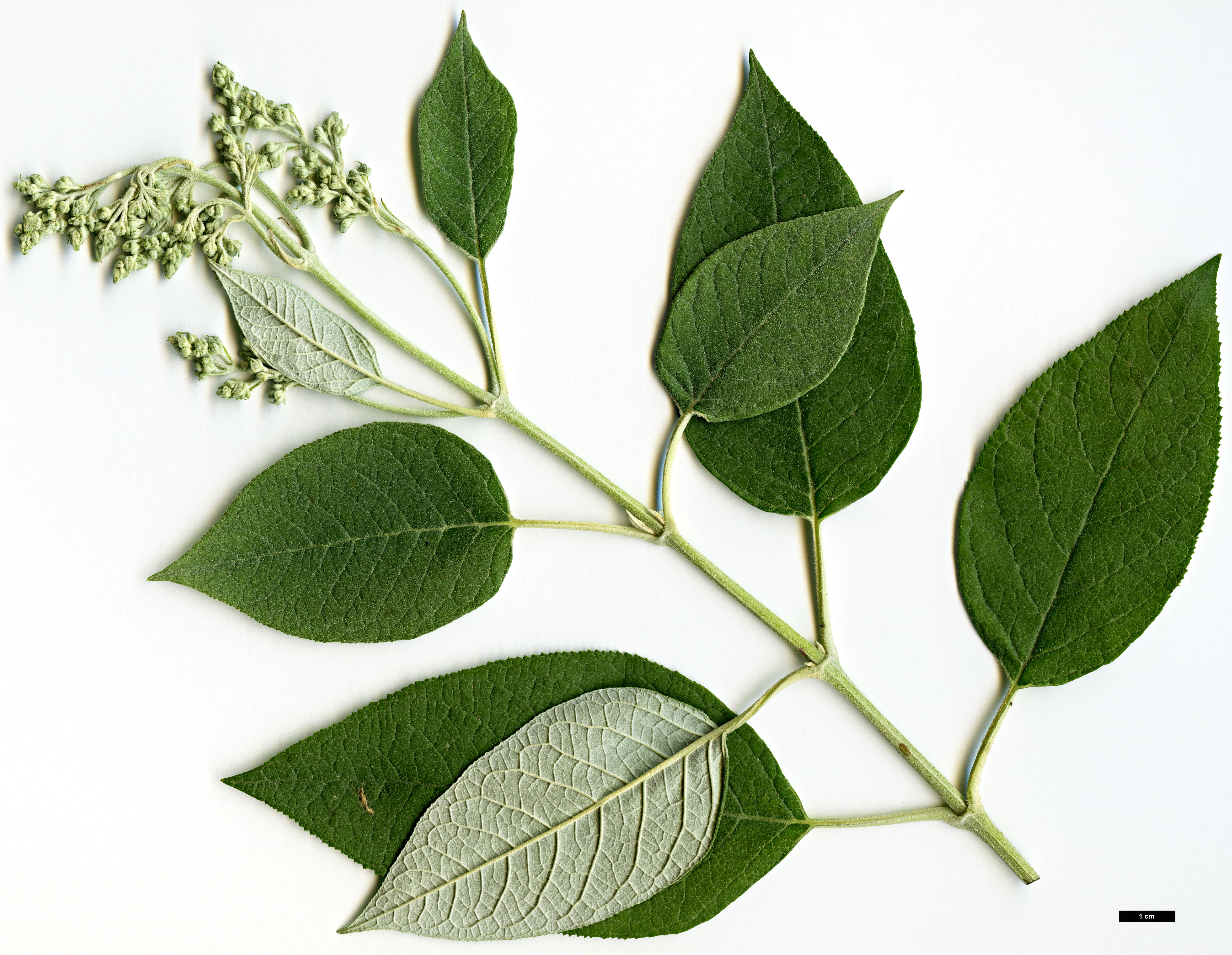 High resolution image: Family: Scrophulariaceae - Genus: Buddleja - Taxon: cordata