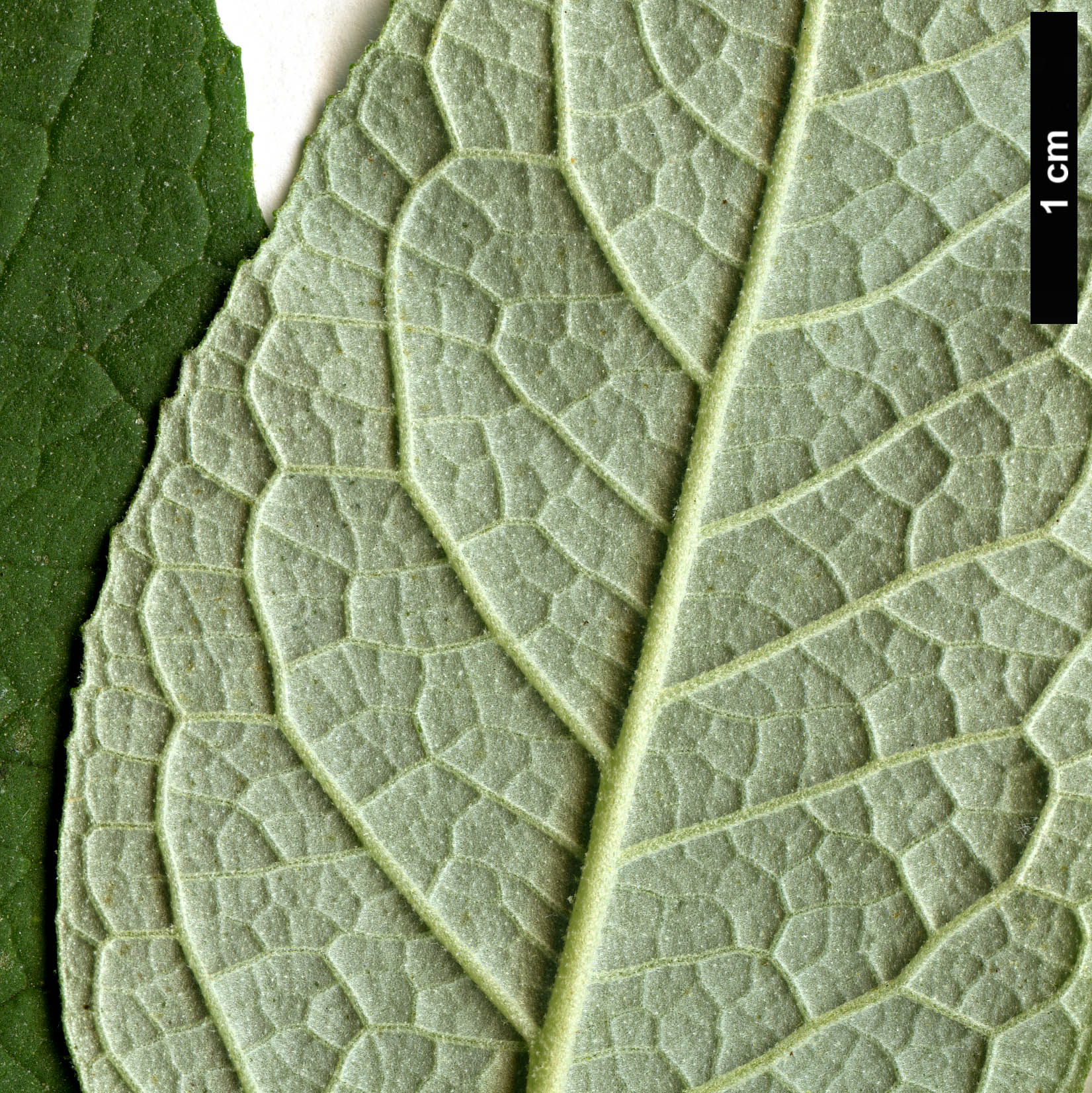 High resolution image: Family: Scrophulariaceae - Genus: Buddleja - Taxon: cordata