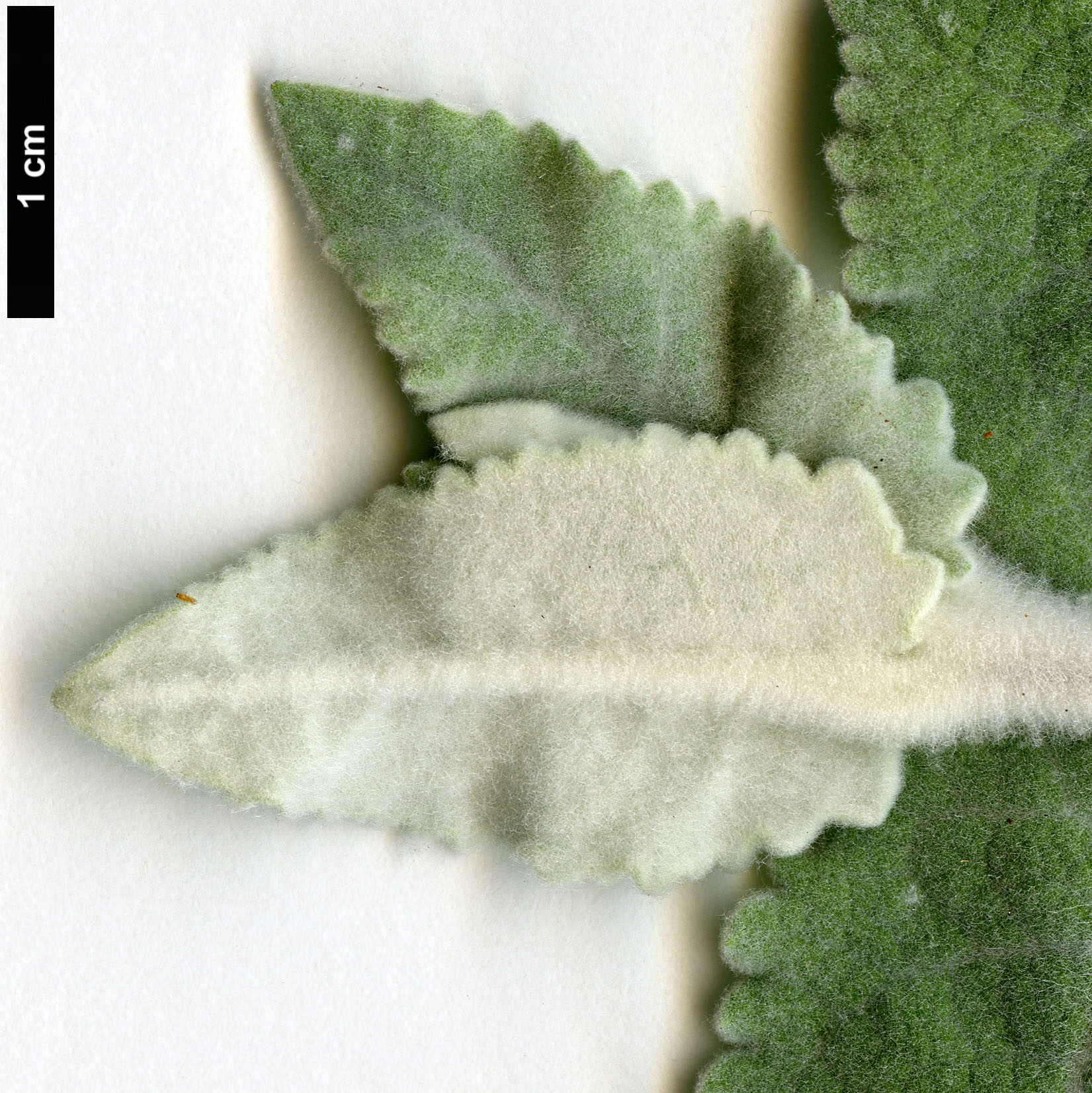 High resolution image: Family: Scrophulariaceae - Genus: Buddleja - Taxon: crispa