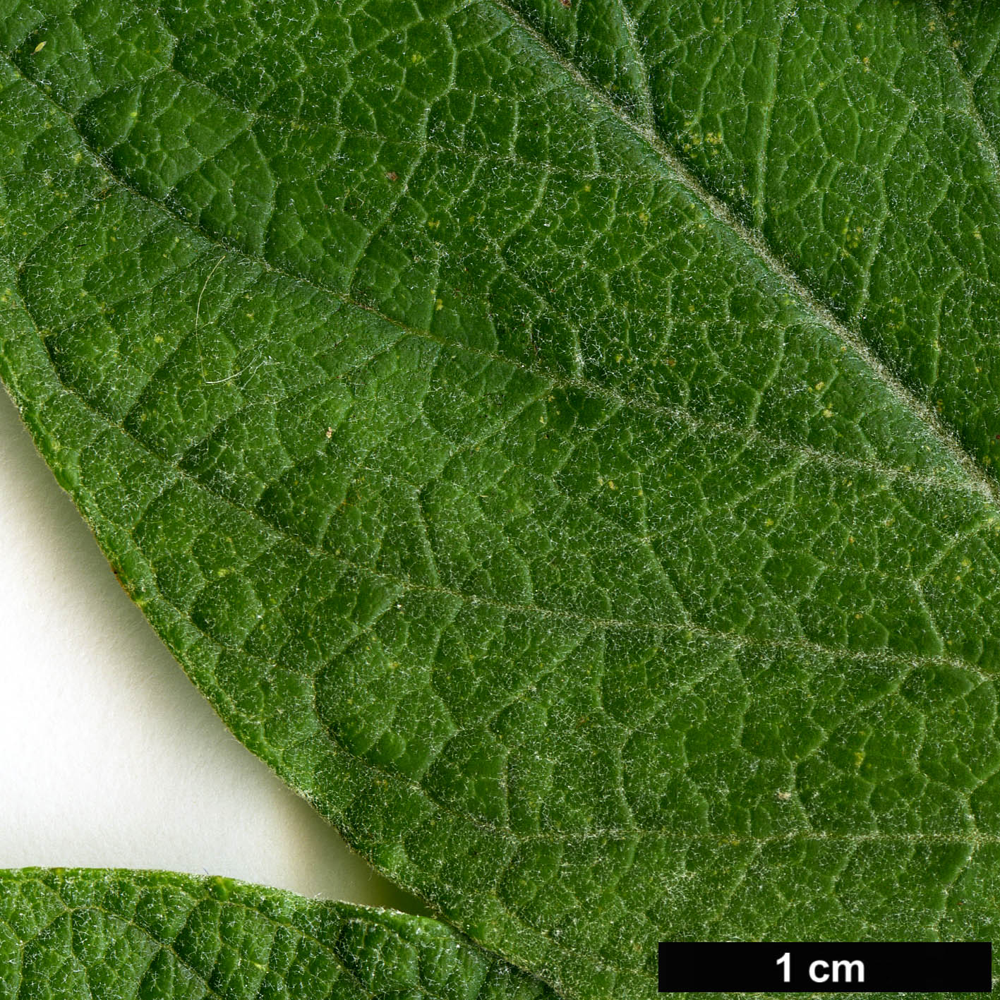 High resolution image: Family: Scrophulariaceae - Genus: Buddleja - Taxon: curvifolia