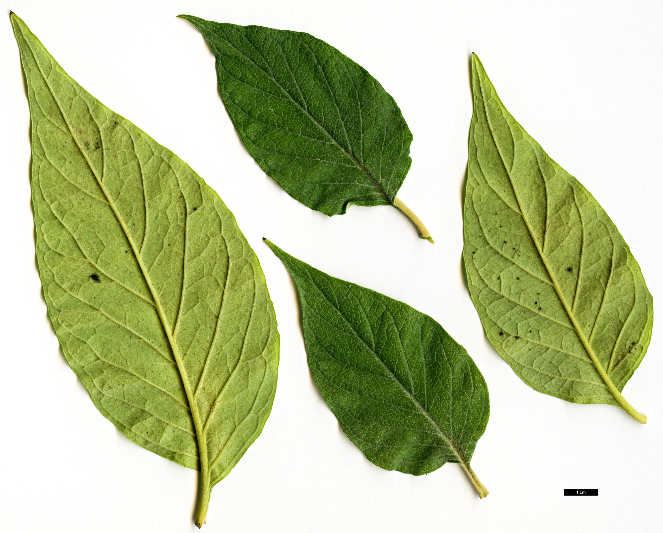 High resolution image: Family: Scrophulariaceae - Genus: Buddleja - Taxon: curvifolia