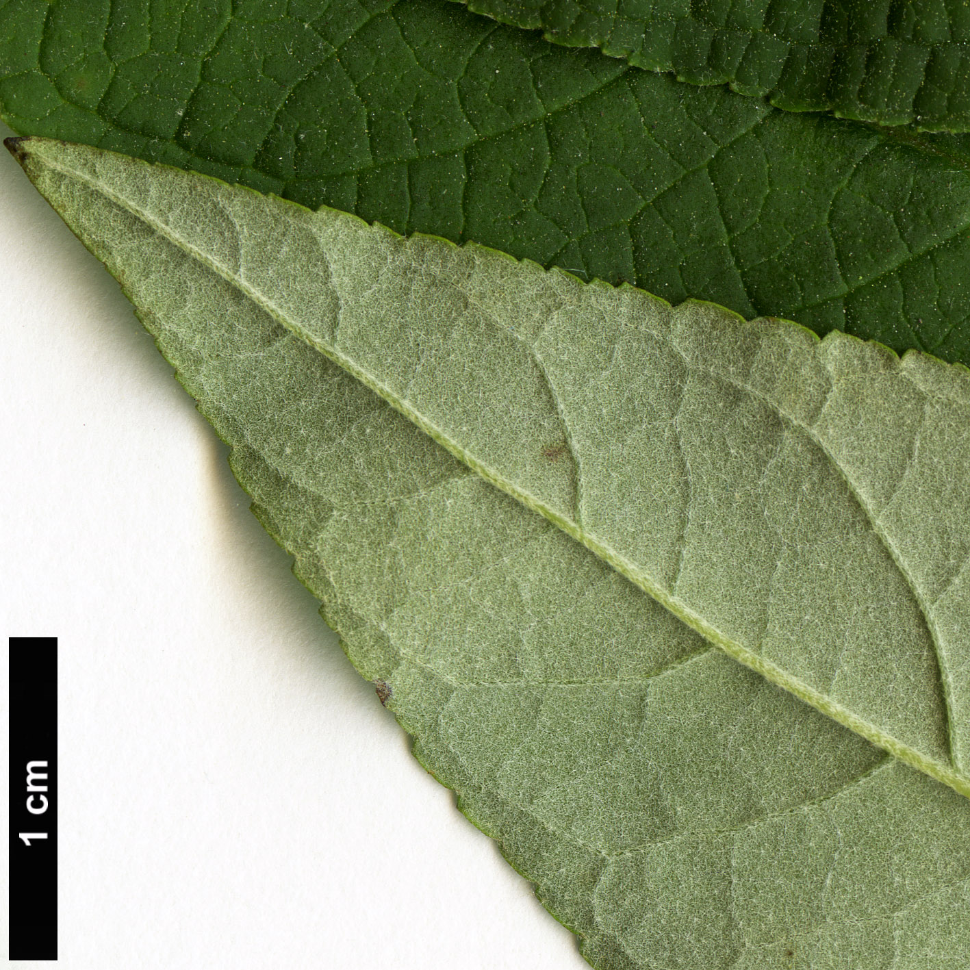 High resolution image: Family: Scrophulariaceae - Genus: Buddleja - Taxon: davidii